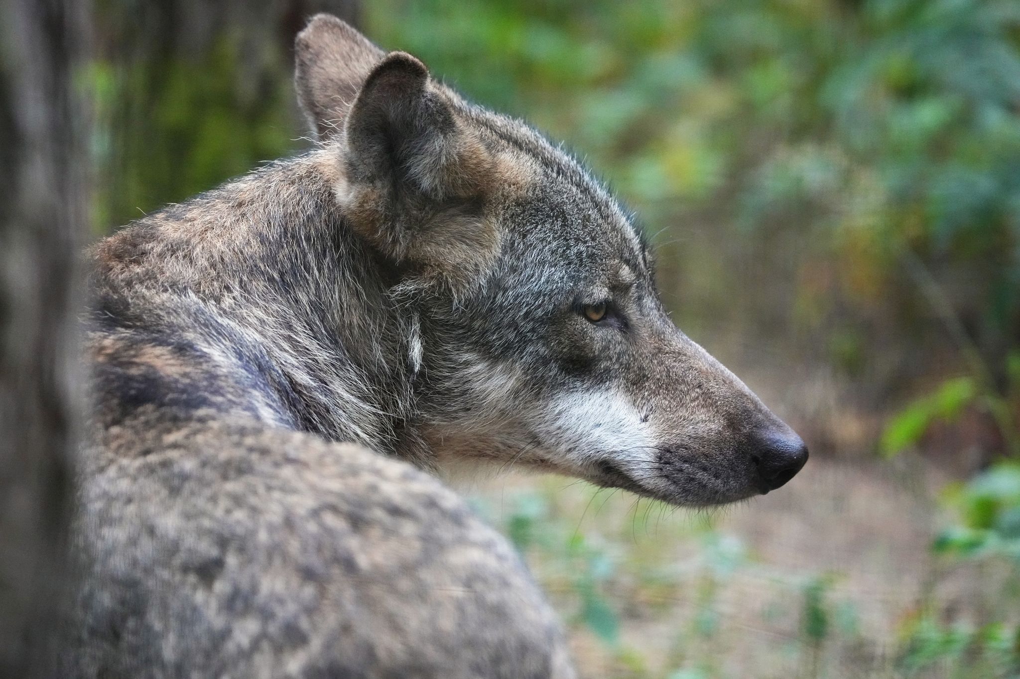 Ein Europäischer Wolf (Canis lupus lupus) sitzt in einem Wildpark.