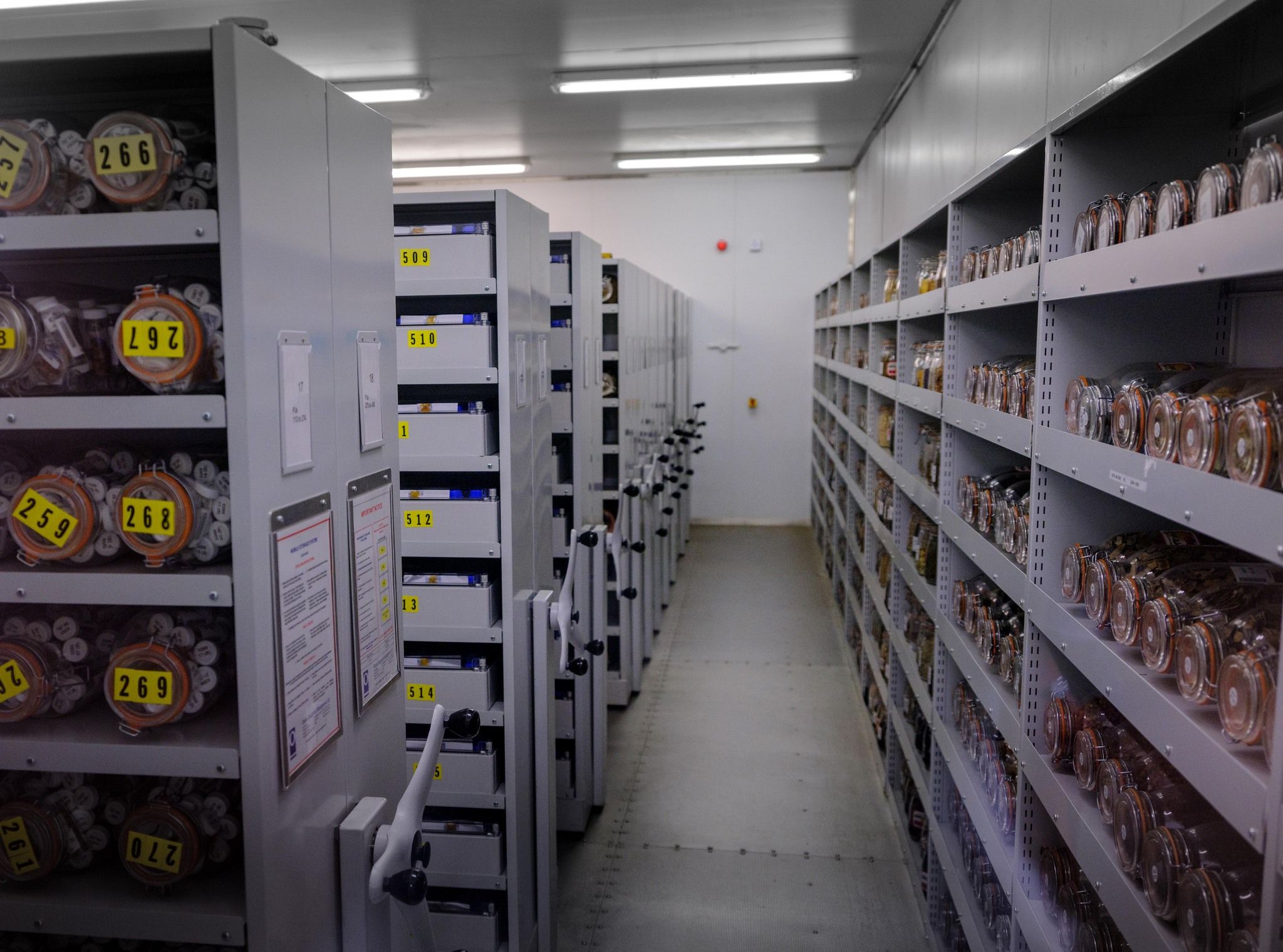 In den Saatgutkammern der Millennium Seed Bank in West Sussex lagern mehr als 2,4 Milliarden Pflanzensamen.