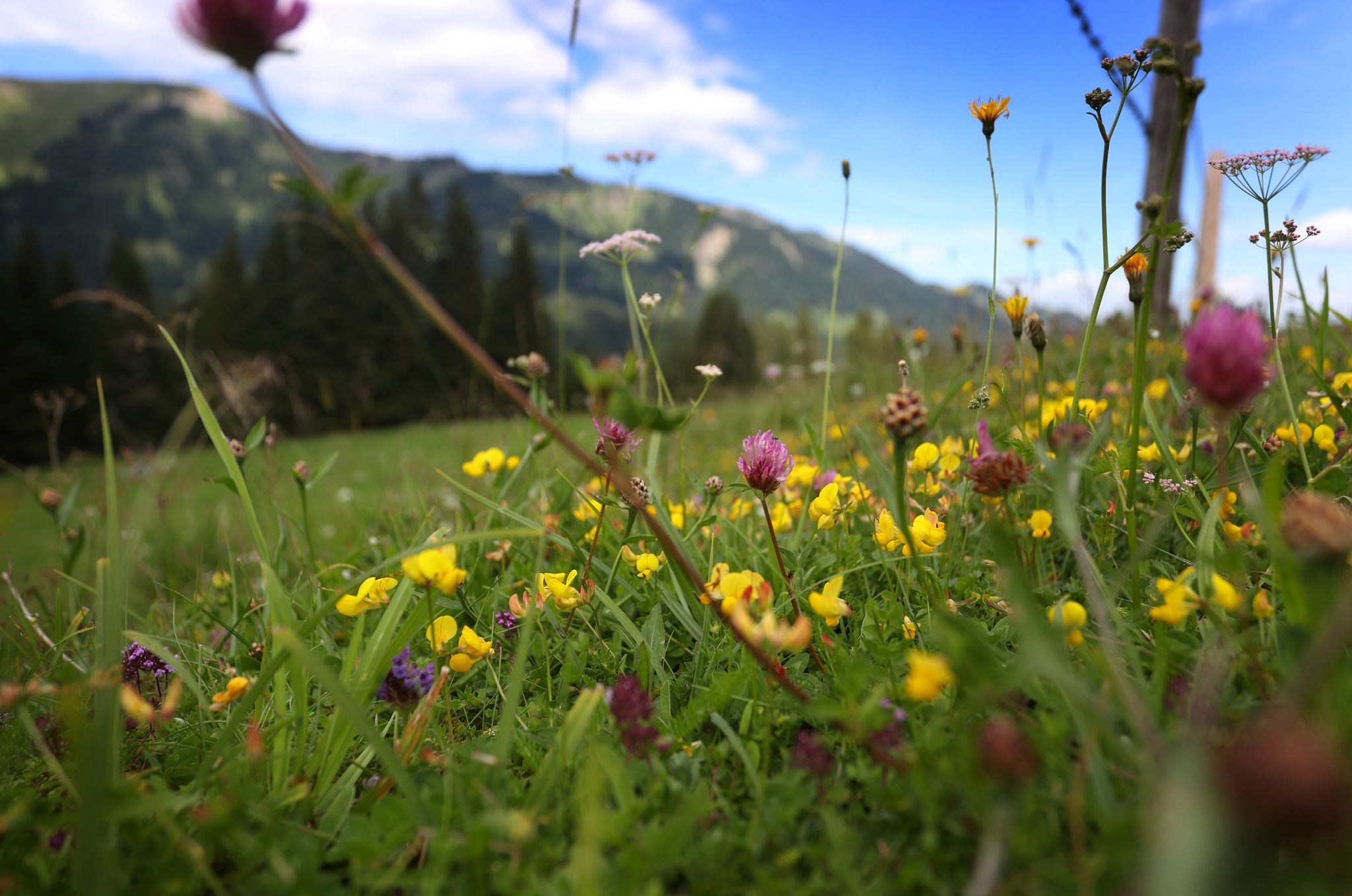 Auf einer Bergwiese wachsen verschiedene Blumen.