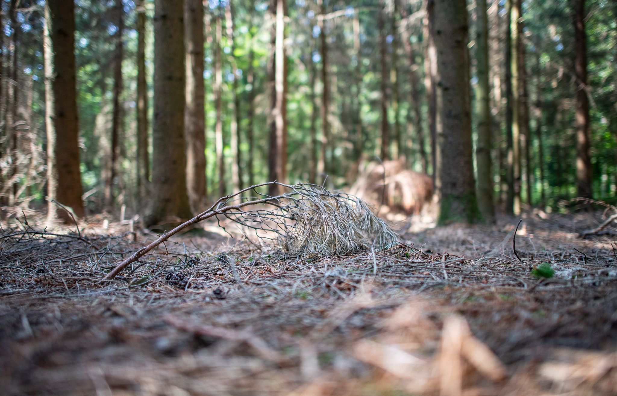 Ein trockener Fichtenast liegt auf dem trockenen Waldboden.