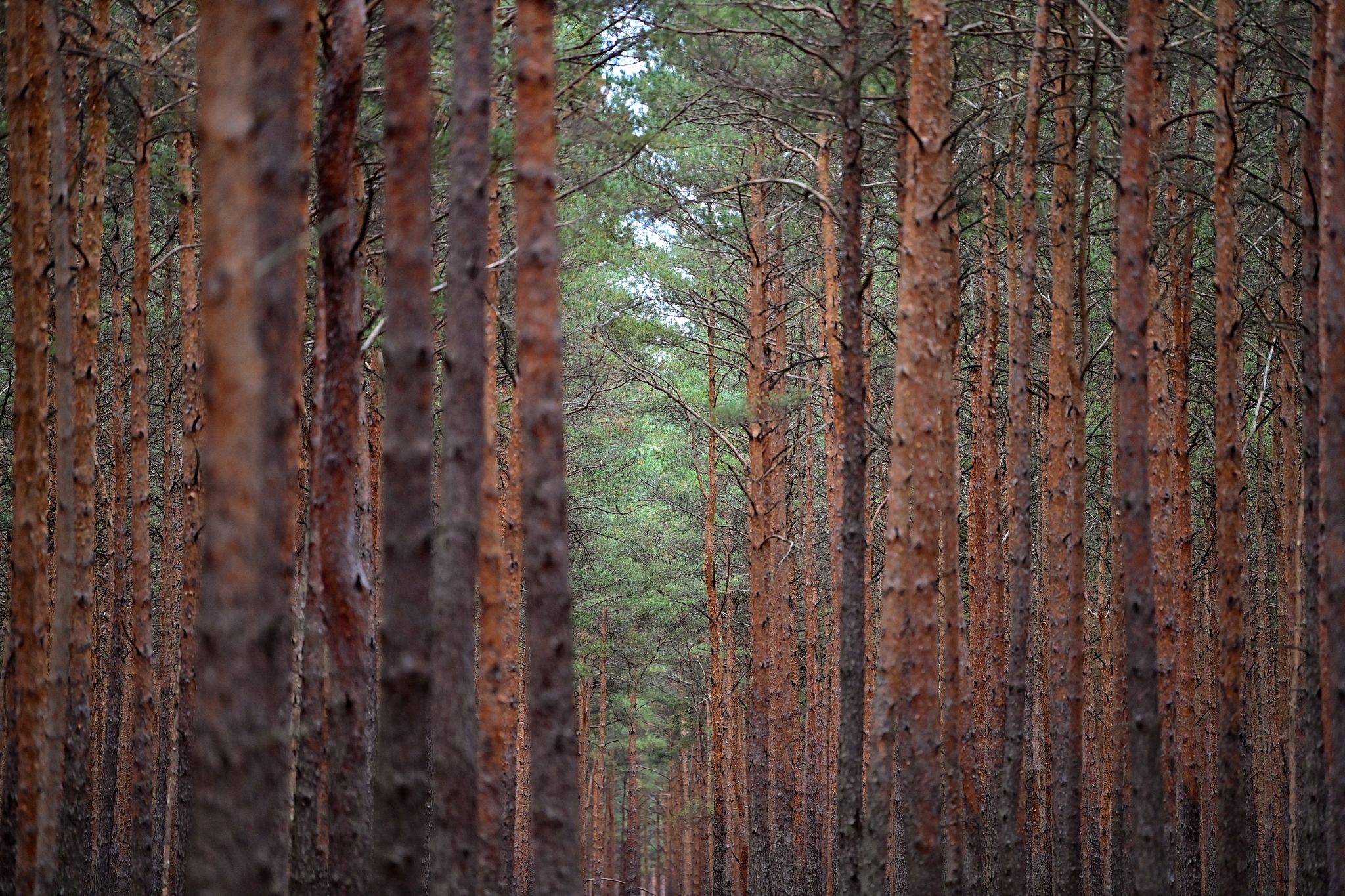 Der Zustand der Wälder in Deutschland blieb 2022 nach neuen bundesweiten Daten angespannt.