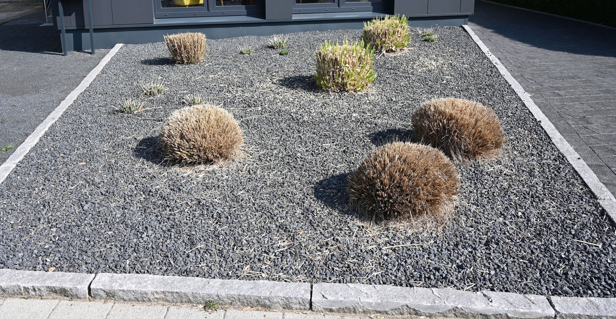 Tristesse und Umweltsünde: Pflanzen ragen aus einem Vorgarten mit grauen und schwarzen Kieselsteinen.