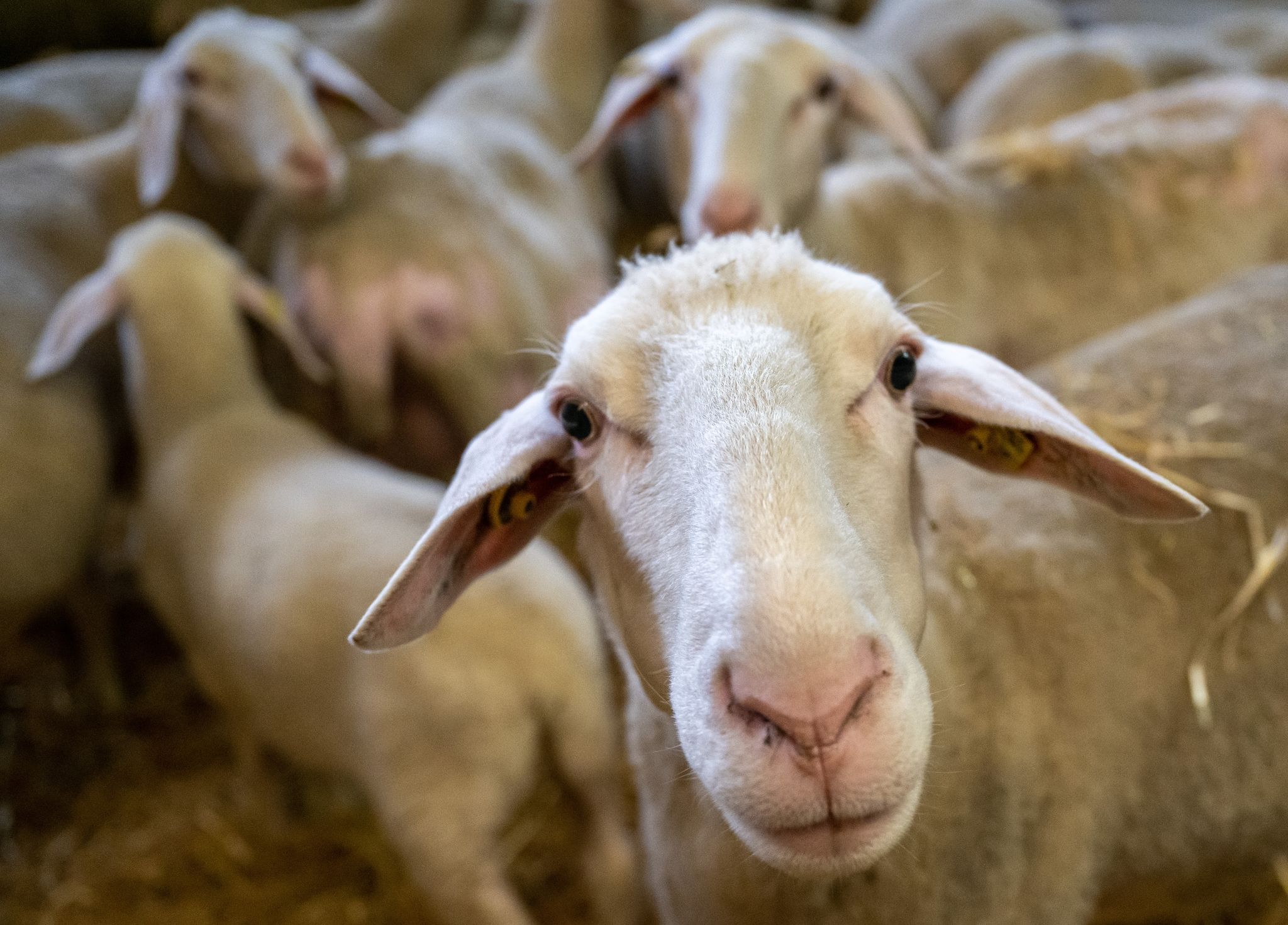 Schafe stehen in den Stallungen der Einrichtung.