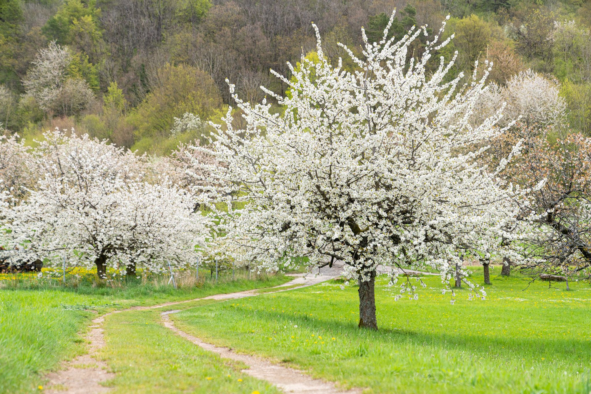 Blühende Kirschbäume prägen die Landschaften in der Fränkischen Schweiz.