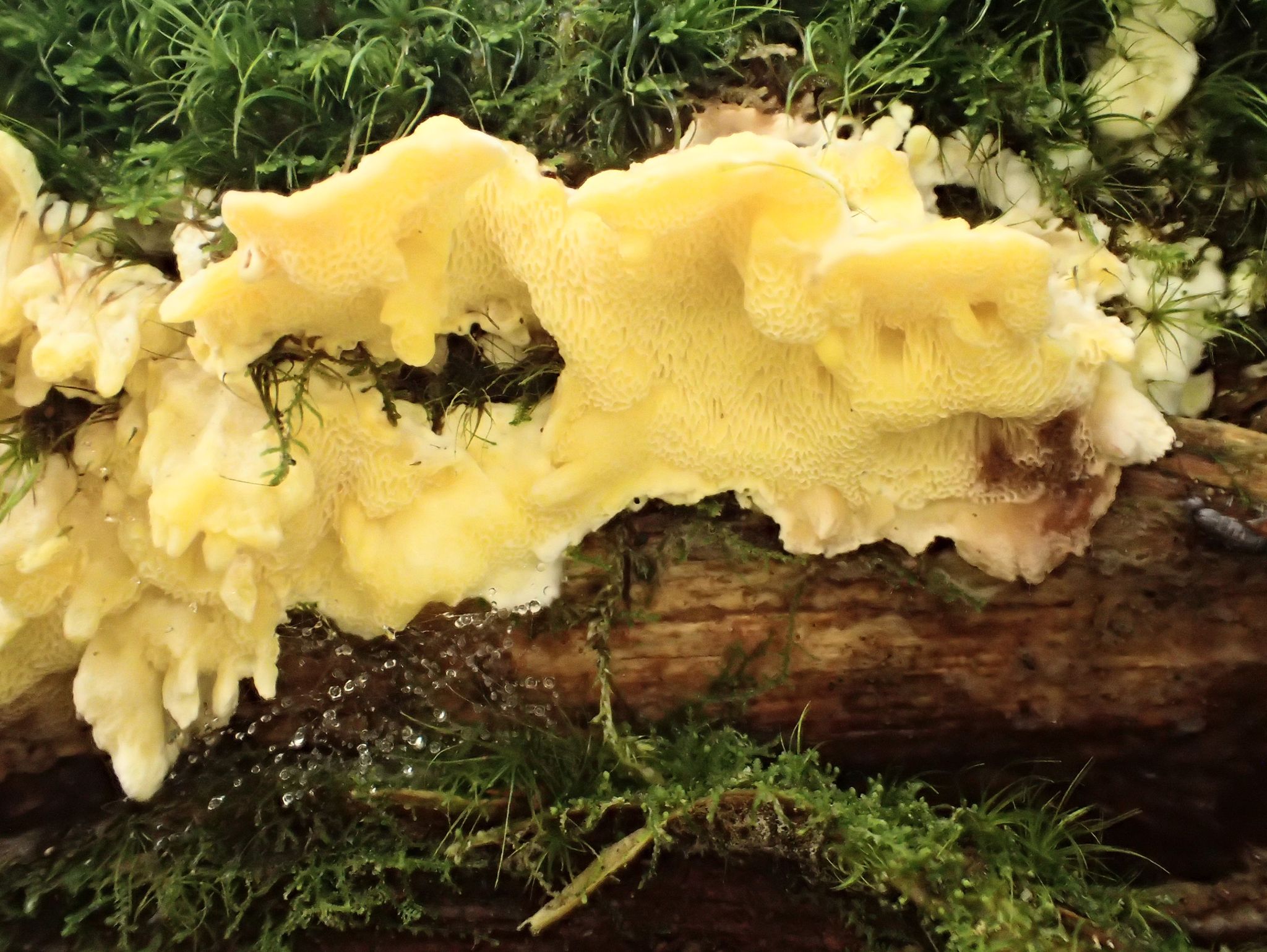 Die Zitronengelbe Tramete, ein seltener Pilz, wächst bei Seebach im Nationalpark Schwarzwald.
