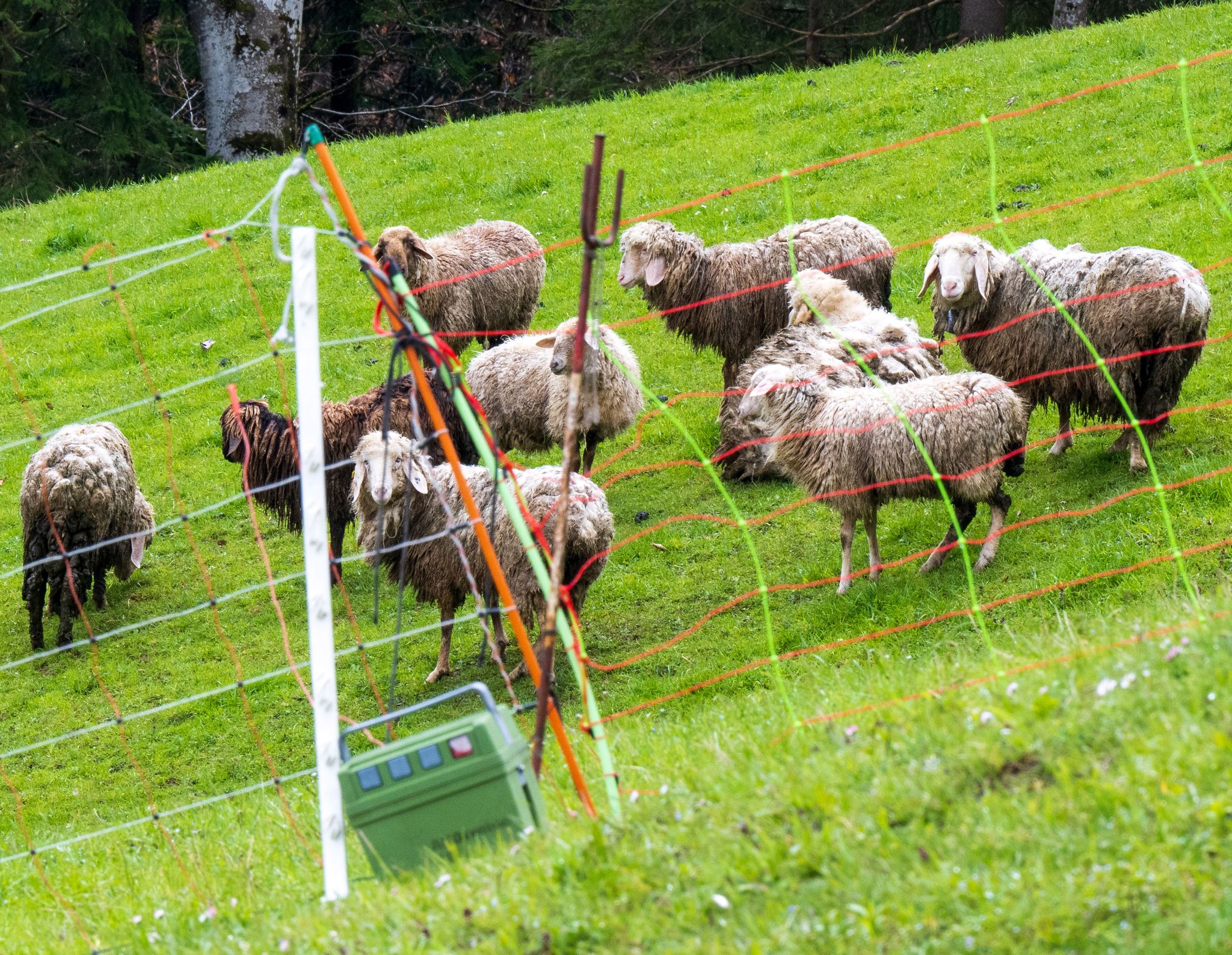 Schafe stehen auf einer Bergweide oberhalb der grenznahen Ortschaft Oberaudorf im Landkreis Rosenheim hinter einem Elektrozaun. In der unmittelbaren Umgebung waren zuvor mehrere Schafe von einem Bären gerissen worden.