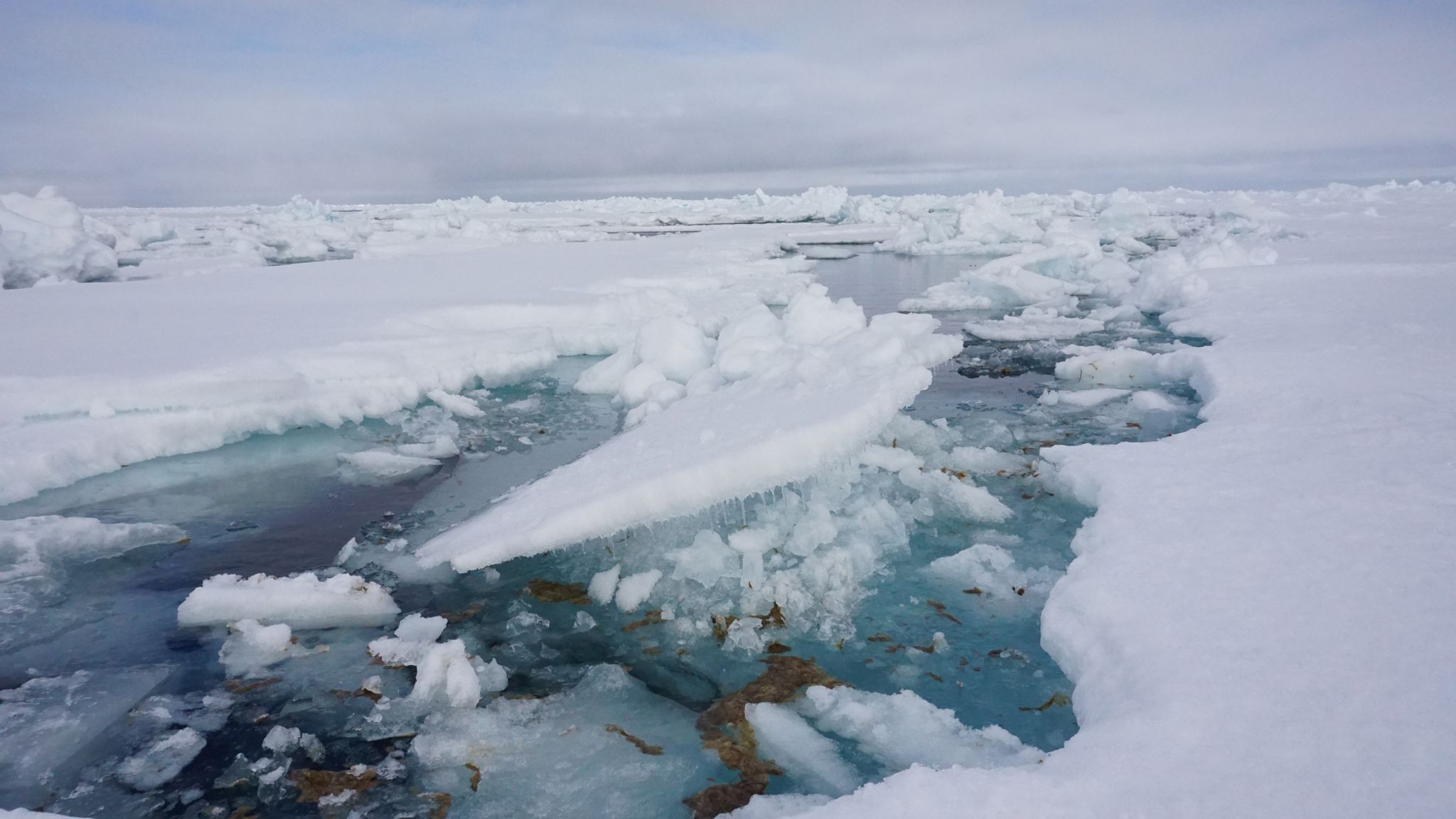 Forscher vom Alfred-Wegener-Institut haben auf einer Expedition in der Arktis untersucht, wie viel Mikroplastik in der Eisalge Melosira arctica und dem Meerewasser direkt neben Eisschollen vorhanden ist.