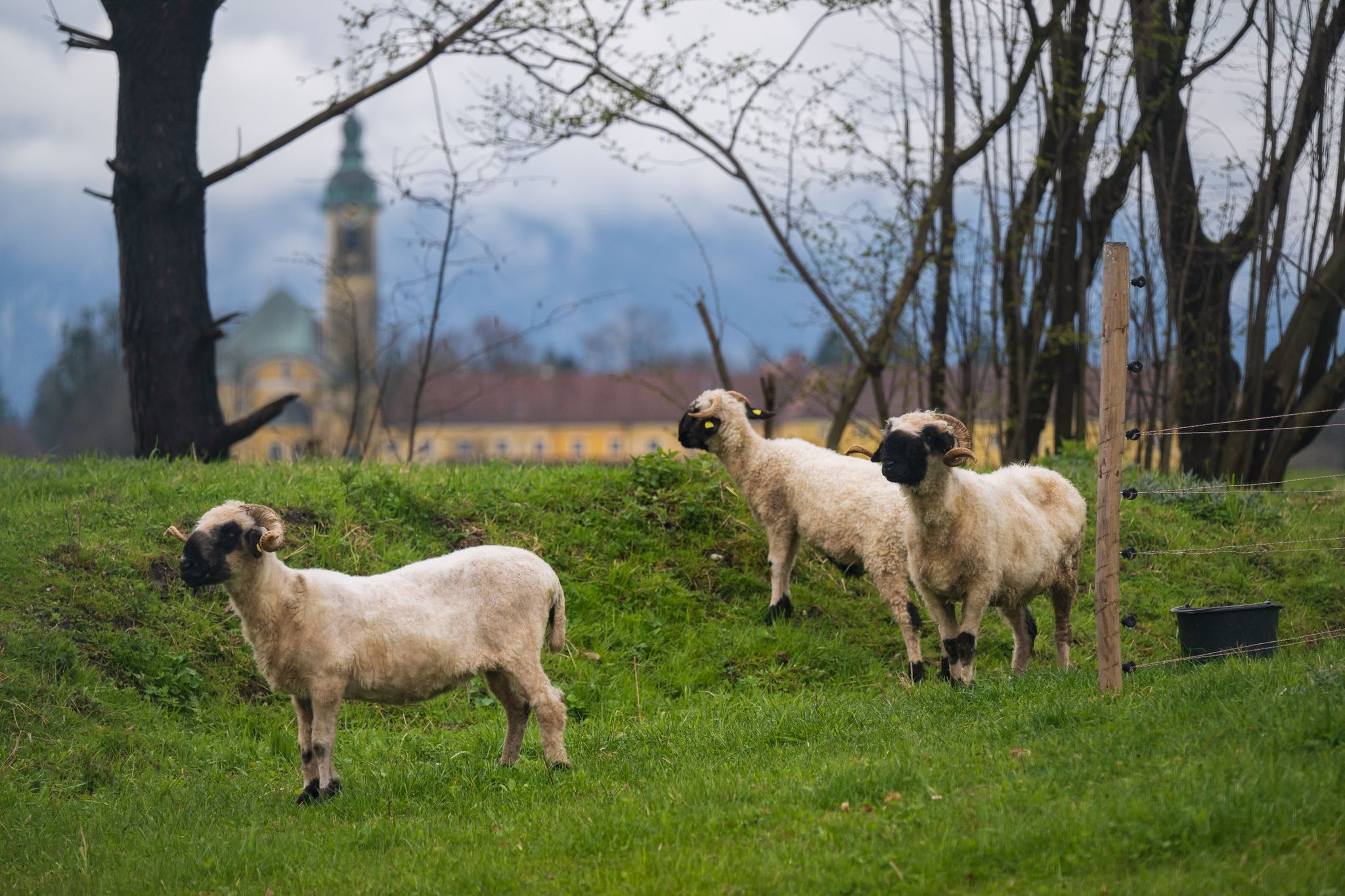Schafe stehen auf einer Weide in Oberaudorf im Landkreis Rosenheim.