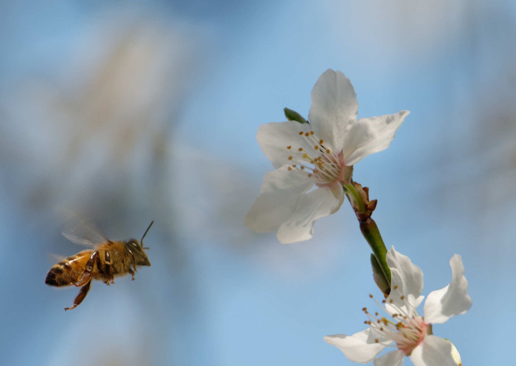 Eine Biene fliegt zu einer Blüte.