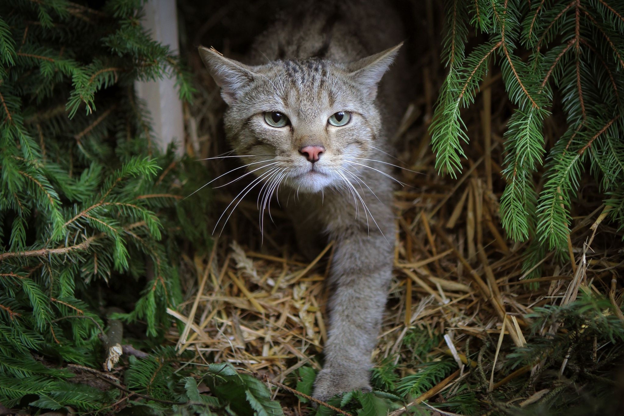 Eine Wildkatze erkundet in einem Wald ihr Auswilderungs-Gehege.