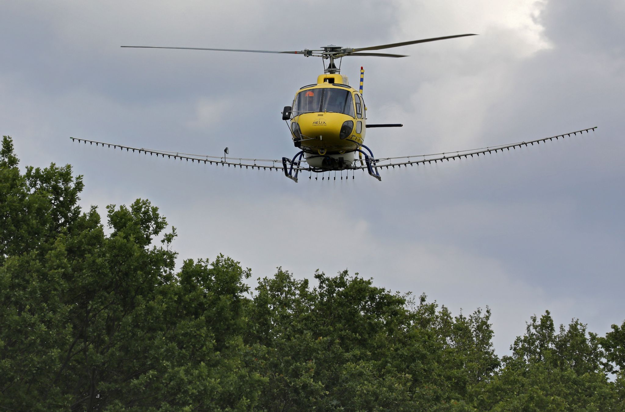 Ein Hubschrauber versprüht kurz über den Baumwipfeln ein Biozid gegen den Eichenprozessionsspinner.