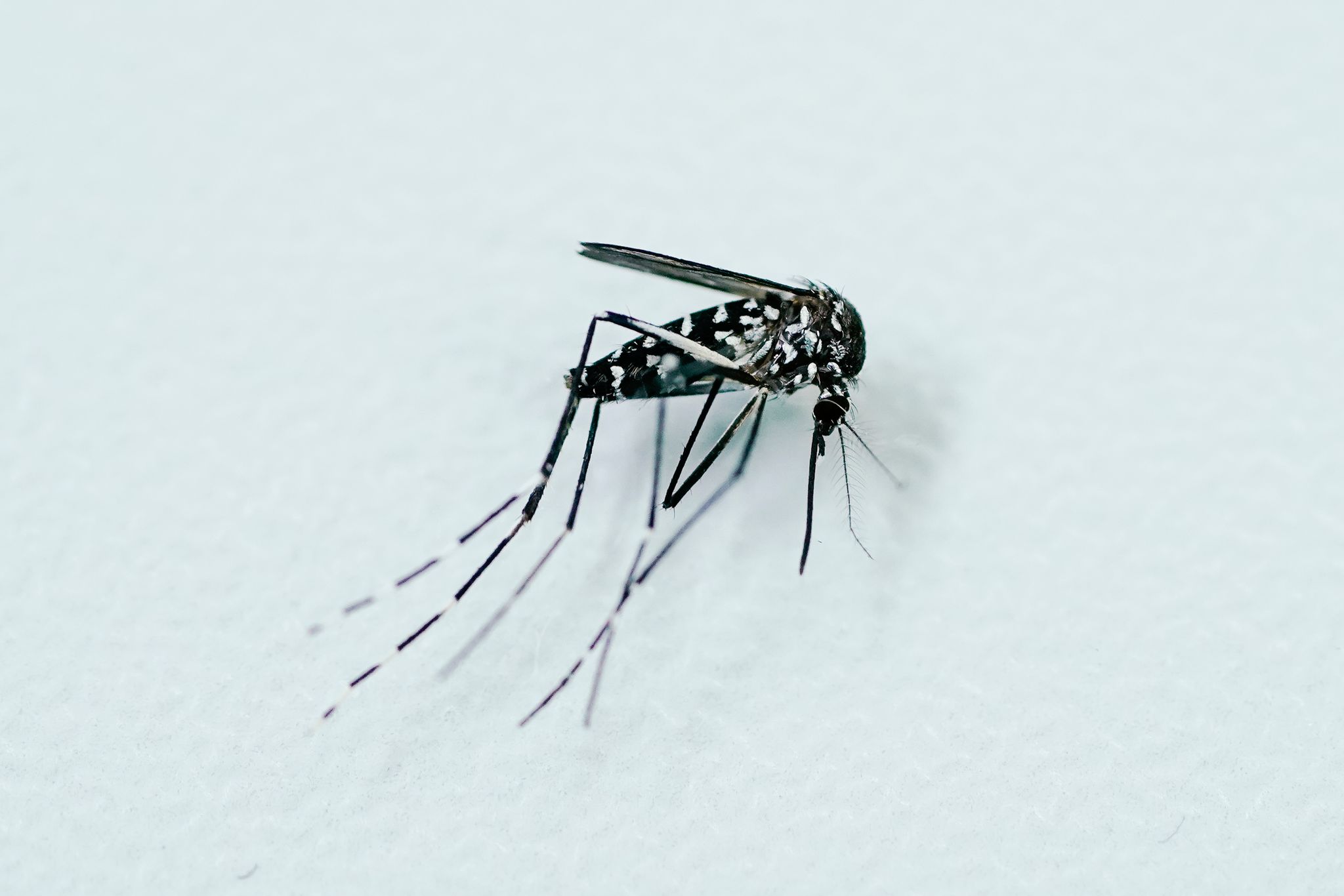 Von Insekten übertragene Tropenkrankheiten könnten durch den Klimawandel auch in Europa häufiger auftreten.