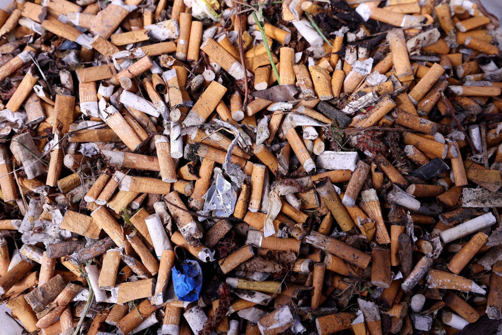 Zigarettenkippen sind nach dem Einsammeln in einem Kunststoffrohr aufbewahrt.