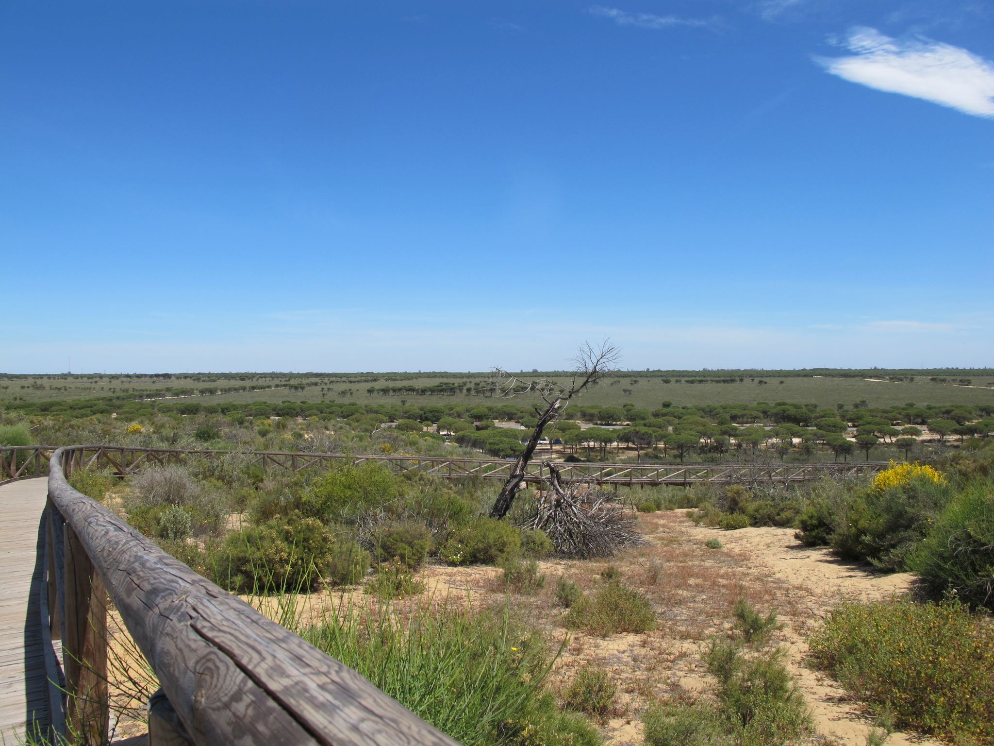 Der Nationalpark Doñana, der zum Meer hin von hohen Wanderdünen wie hier an der Cuesta Maneli begrenzt wird, ist durch eine Dürre bedroht.