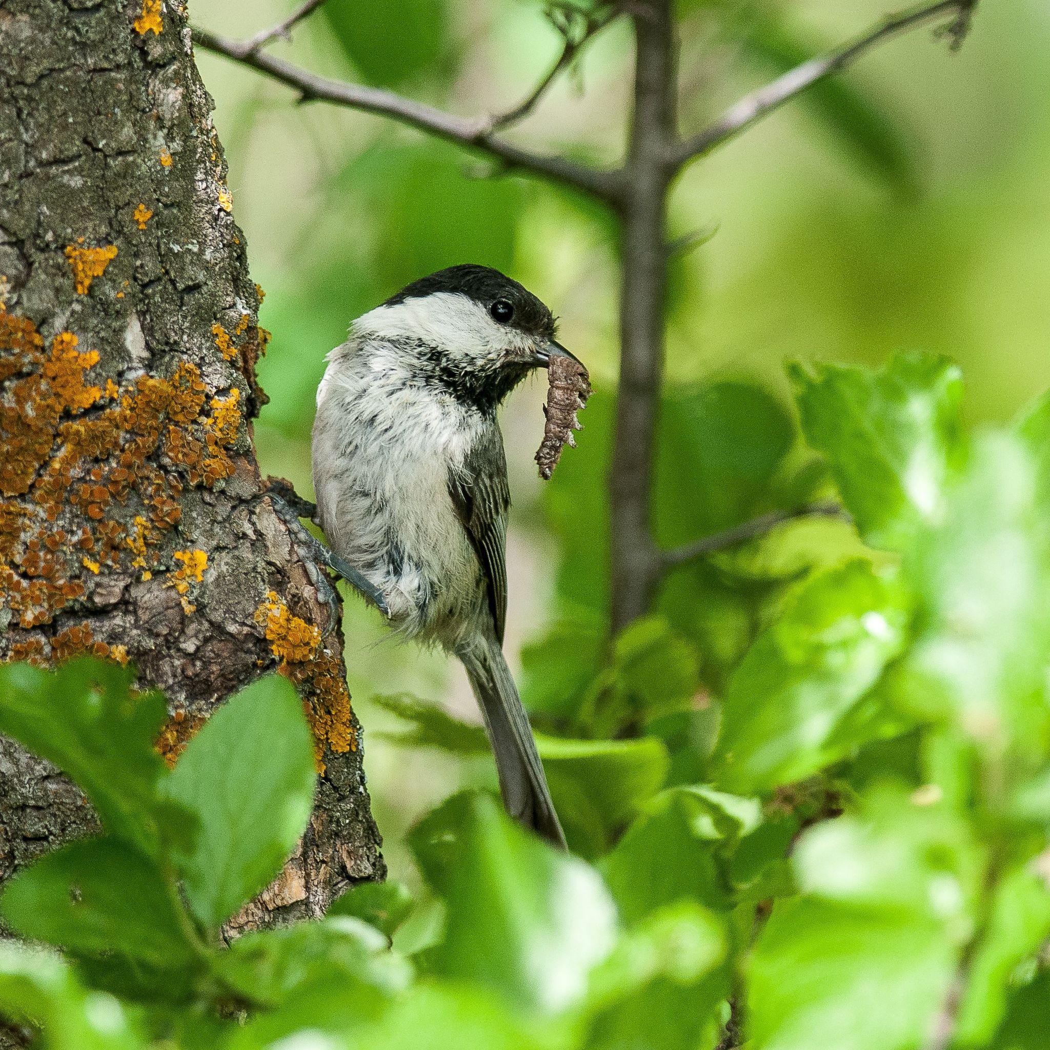 Eine Weidenmeise (Poecile montanus). Der Rückgang der Vogelbestände ist laut der Studie nicht gleichmäßig verteilt. Vögel, die Ackerland als Lebensraum bevorzugen, sind mit einer Reduzierung um fast 57 Prozent besonders betroffen.