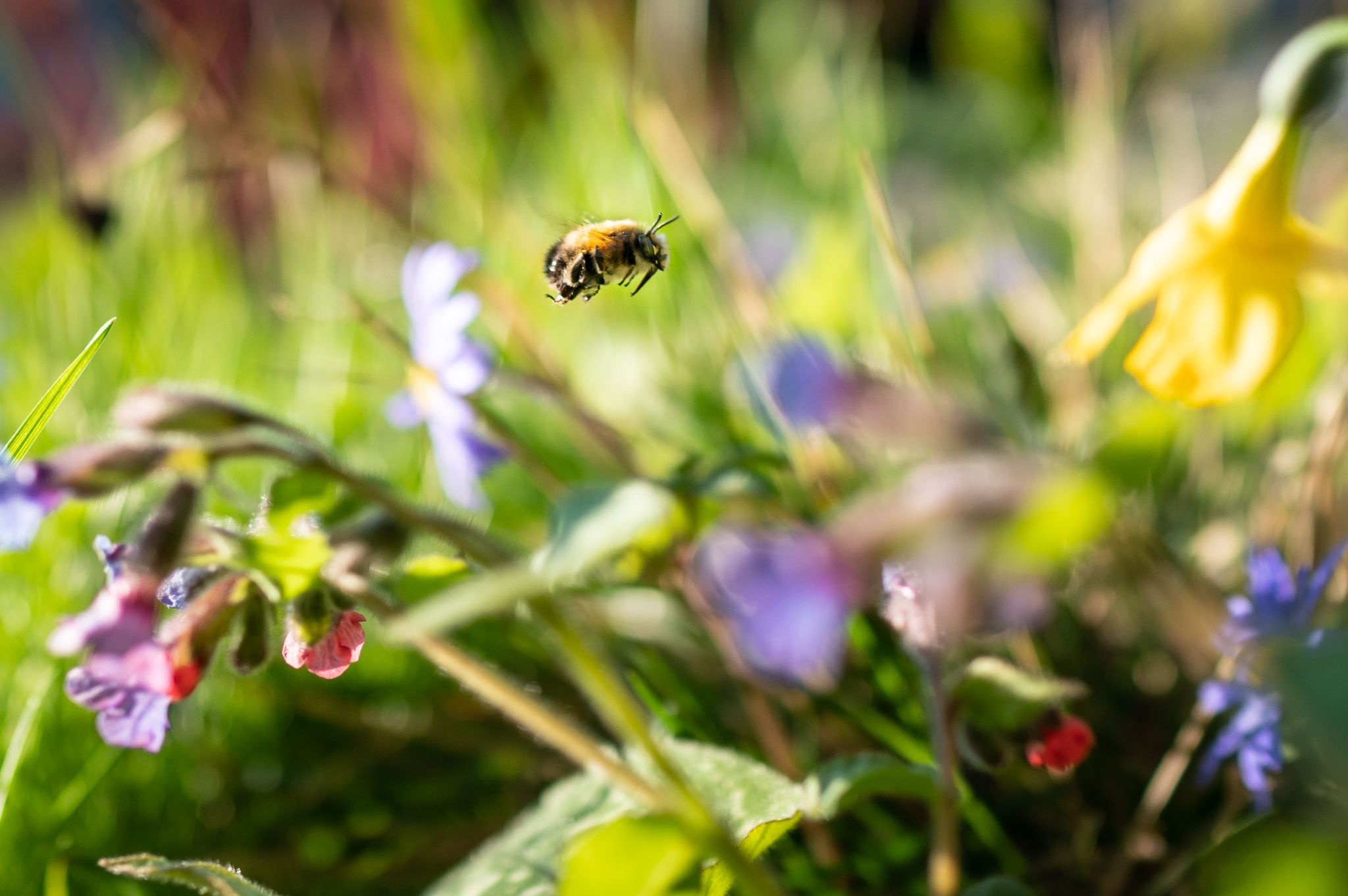Eine Wildbiene fliegt durch eine kleines Blumenbeet in einem Frankfurter Vorgarten.