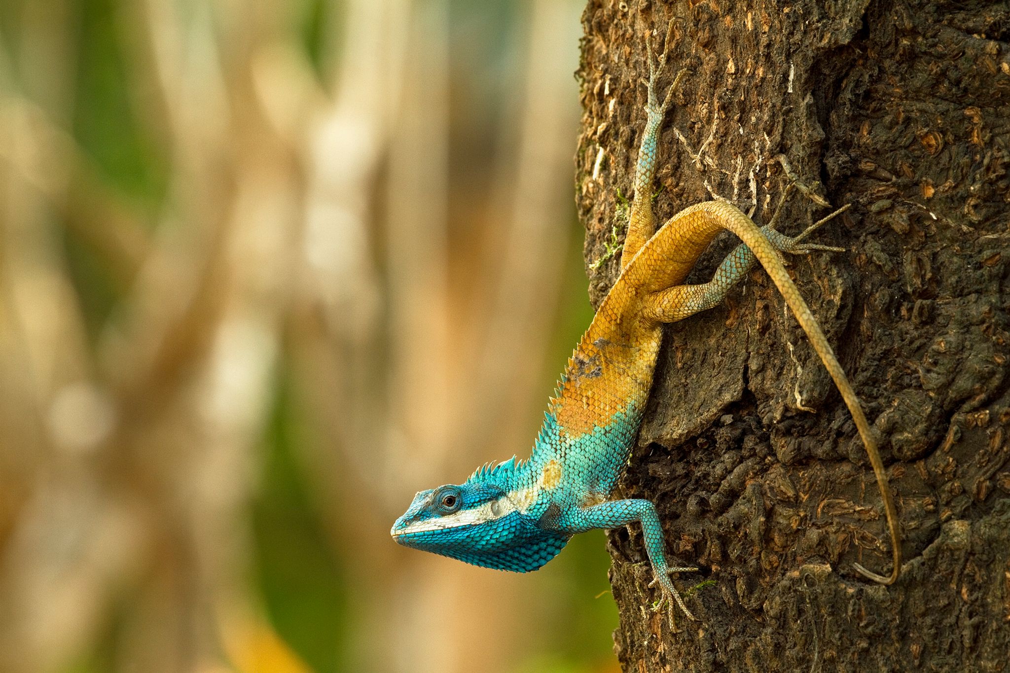 Diese Blaukopf-Schönechse (Calotes goetzi) aus Kambodscha posiert für ein Foto.