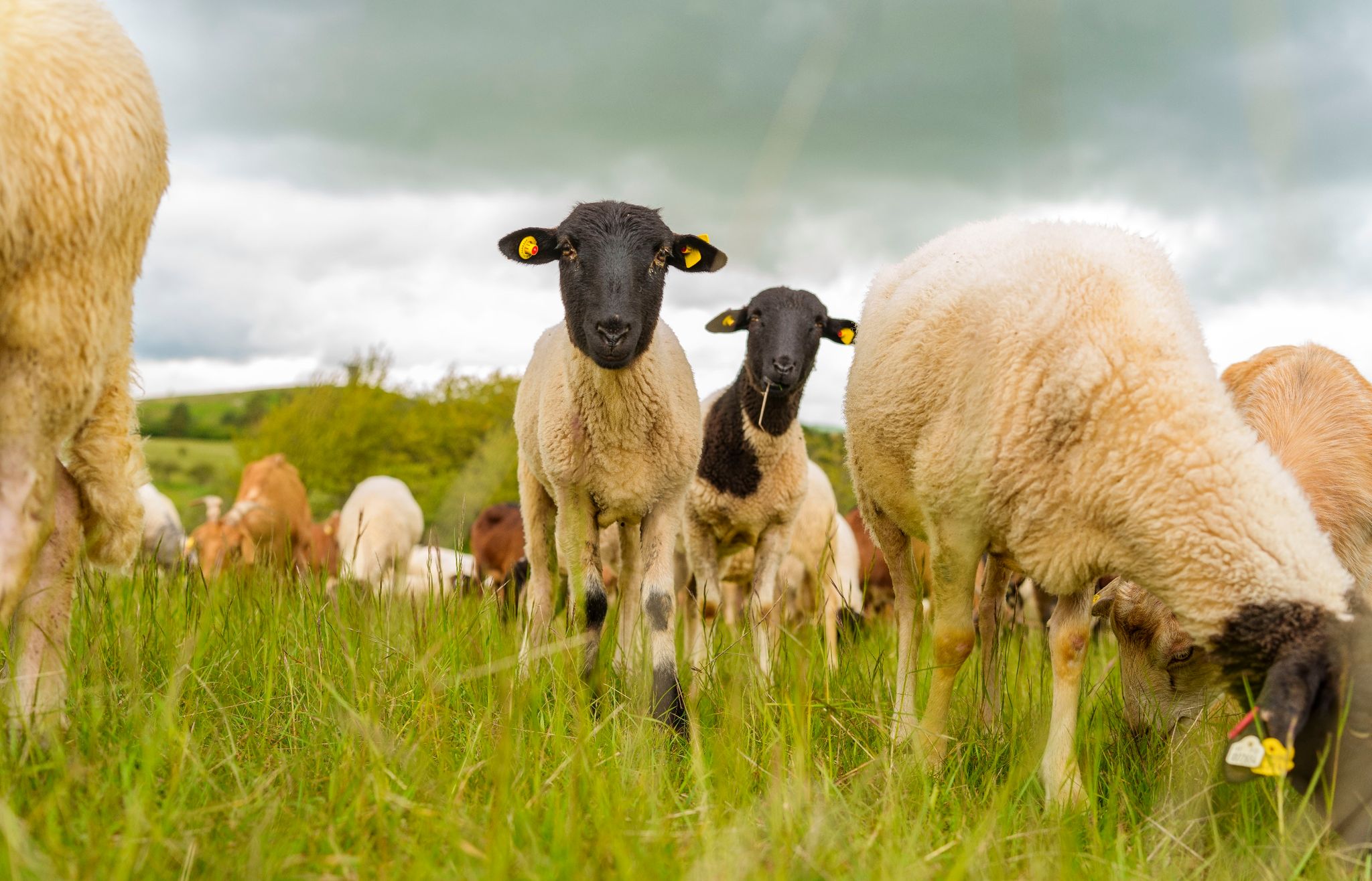 Das Naturschutzgebiet «Weinberg» bietet mit dem charakteristischen Kalkmagerrasen seltenen Pflanzenarten. Schafe übernehmen hier die Landschaftspflege.