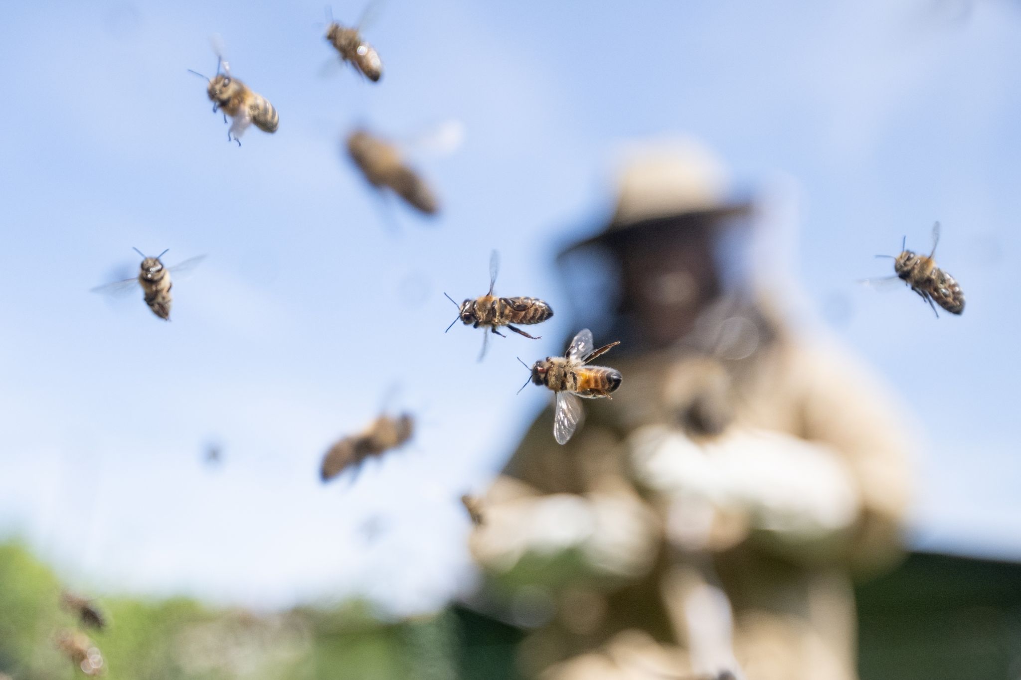 Honigbienen fliegen an einer Imkerin vorbei.
