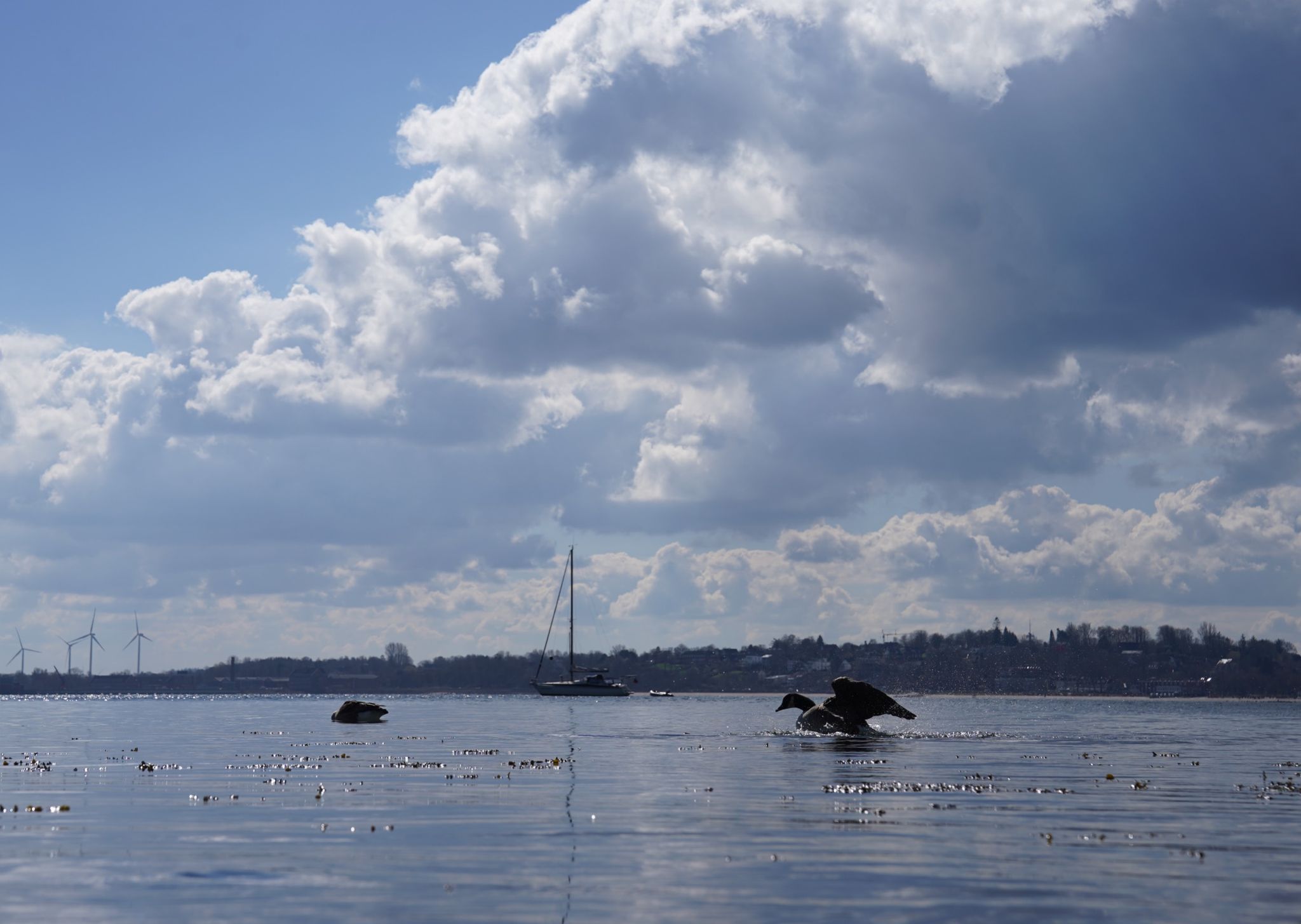Gänse schwimmen auf der Ostsee in der Eckernförder Bucht.