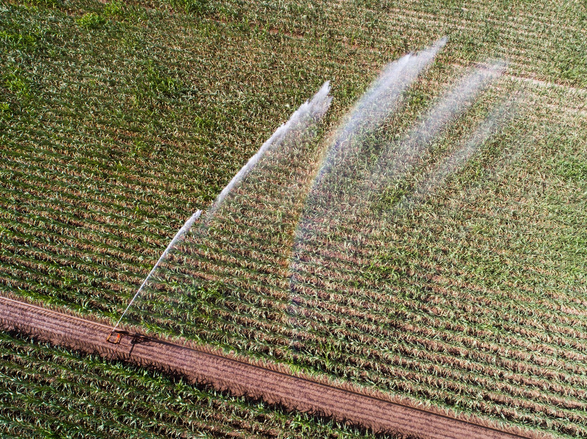 Ein Landwirt bewässert ein Maisfeld.