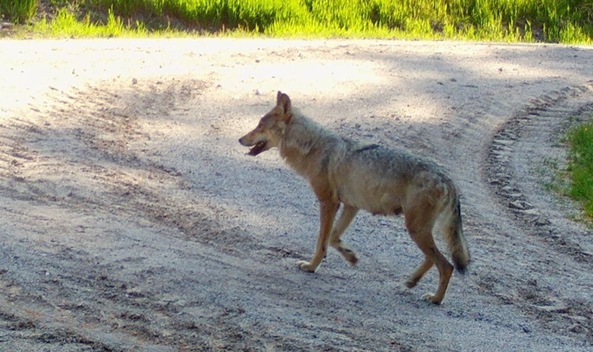Eine Wölfin läuft auf einem Weg im Südschwarzwald.