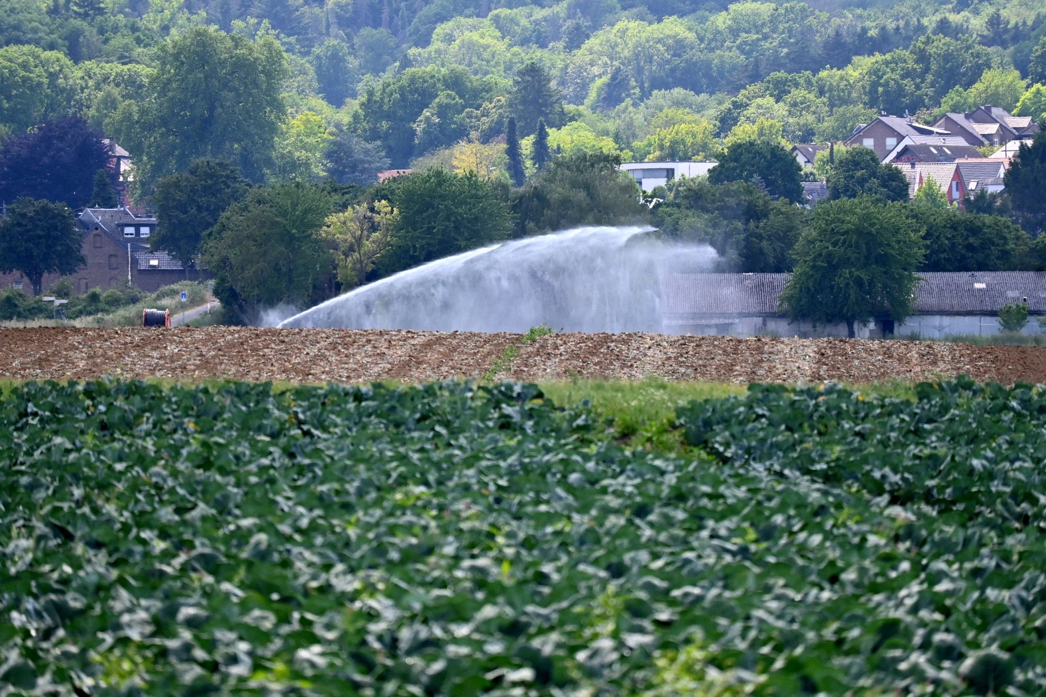 Ein Regner bewässert bei Bornheim Felder mit Gemüse.