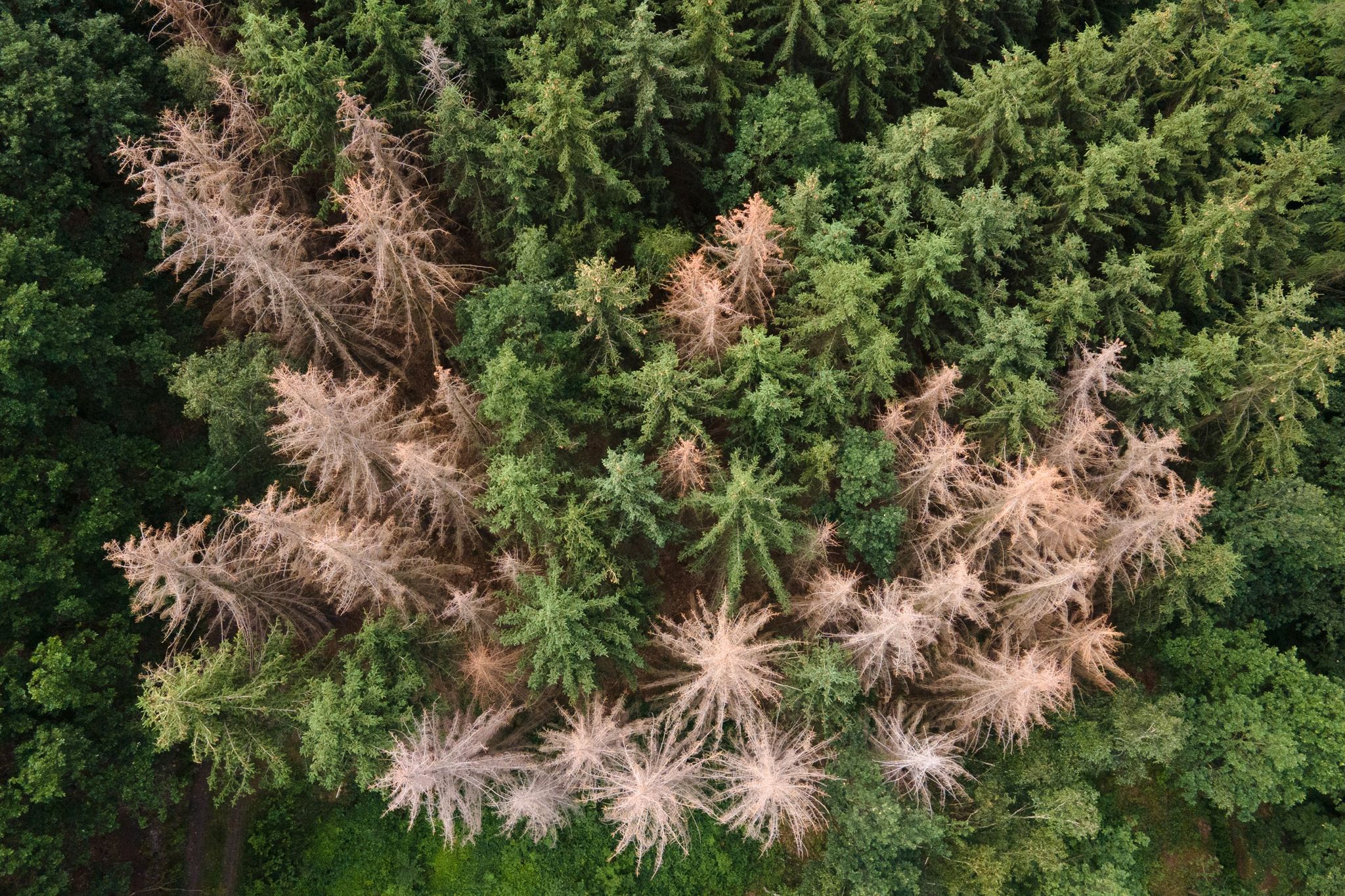 Schädlinge sind meist die Übeltäter für Schadholzeinschlag: Vom Borkenkäfer befallene Fichten stehen in einem Waldstück am Rande der Sächsischen Schweiz.