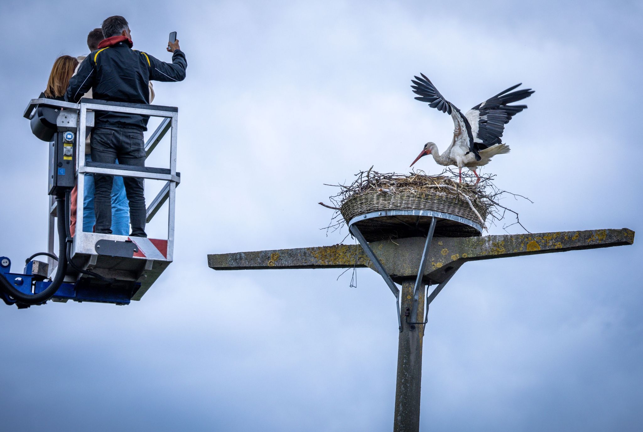 Storchenberinger Gunnar Gernhöfer nähert sich zum Beringen der Jungvögel einem Nest an in dem noch einer der Altvögel steht.