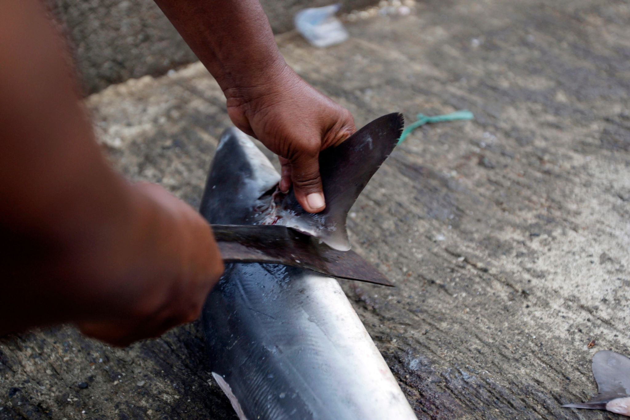 Ein Händler schneidet auf einem traditionellen Fischmarkt in Lampulo, Indonesien, die Flosse eines Haifisches ab. Zumindest in der EU sollen Haie künftig besser vor einem qualvollen Tod geschützt werden - die Praxis des Finning wird EU-weit verboten.