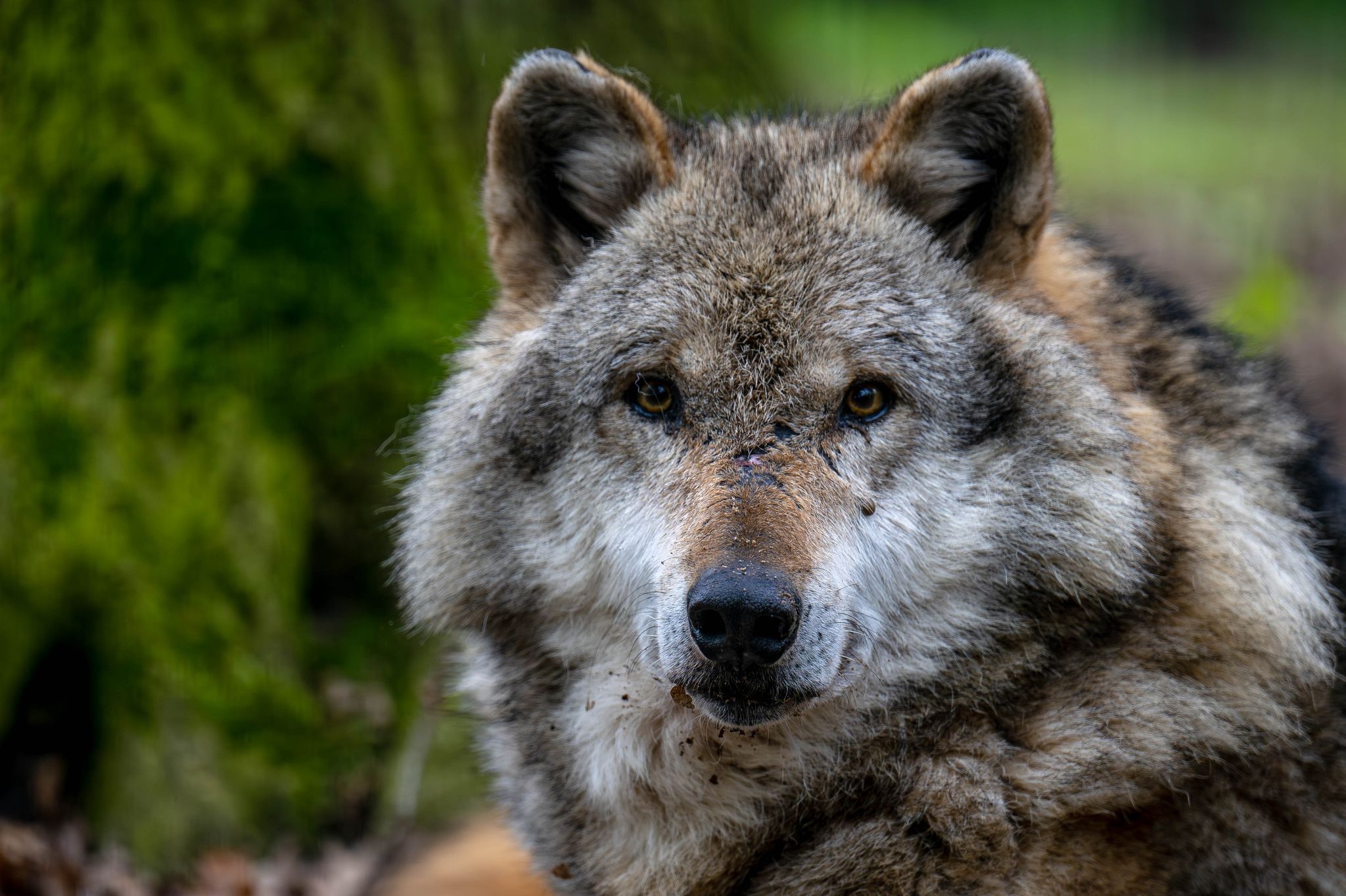 In der Nähe von Hannover ist ein Wolf getötet und zerstückelt worden. (Symbolbild)