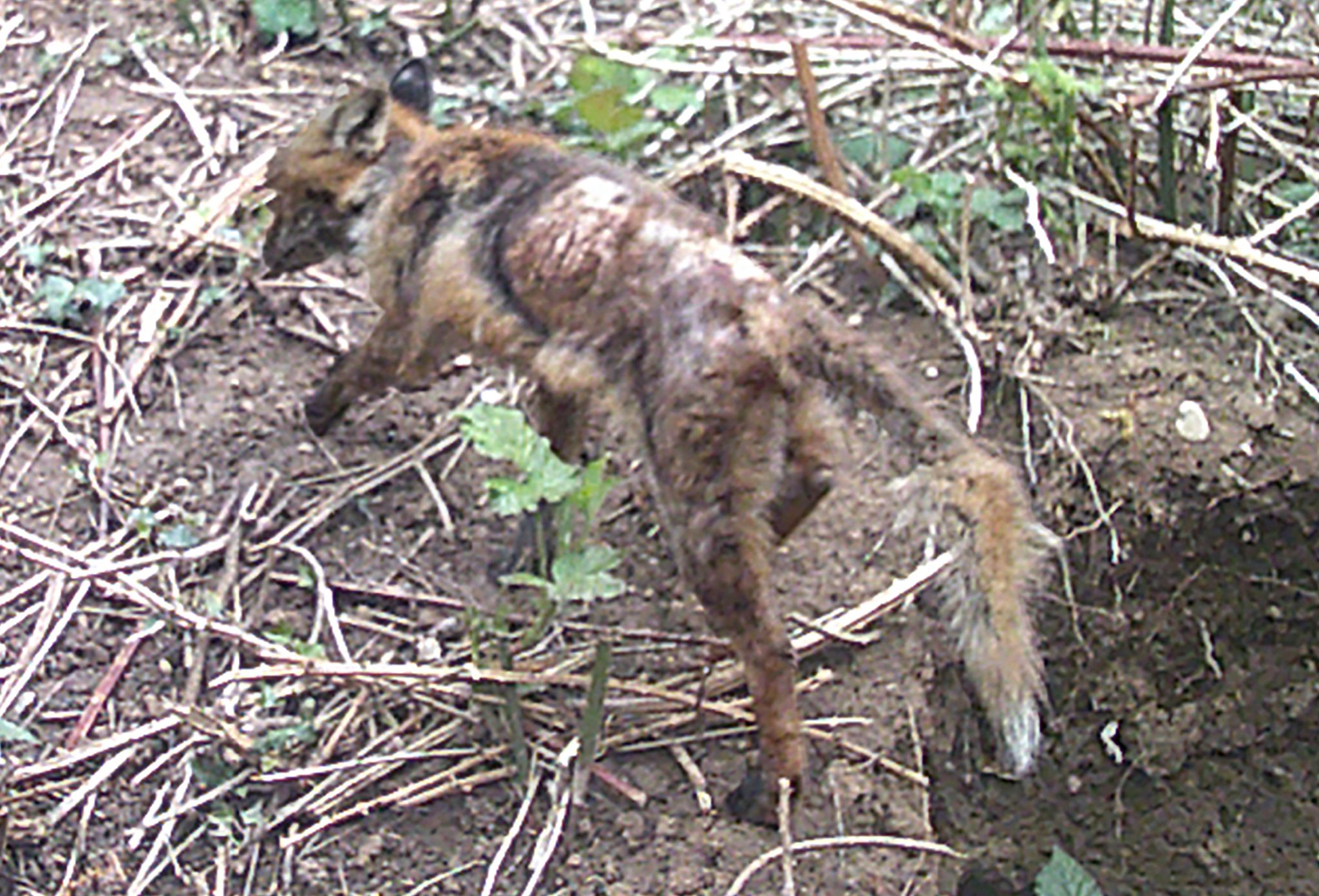 Ein Kranker Fuchs mit massiven Fellverlust läuft aus dem Fuchsbau im Zoo Heidelberg.