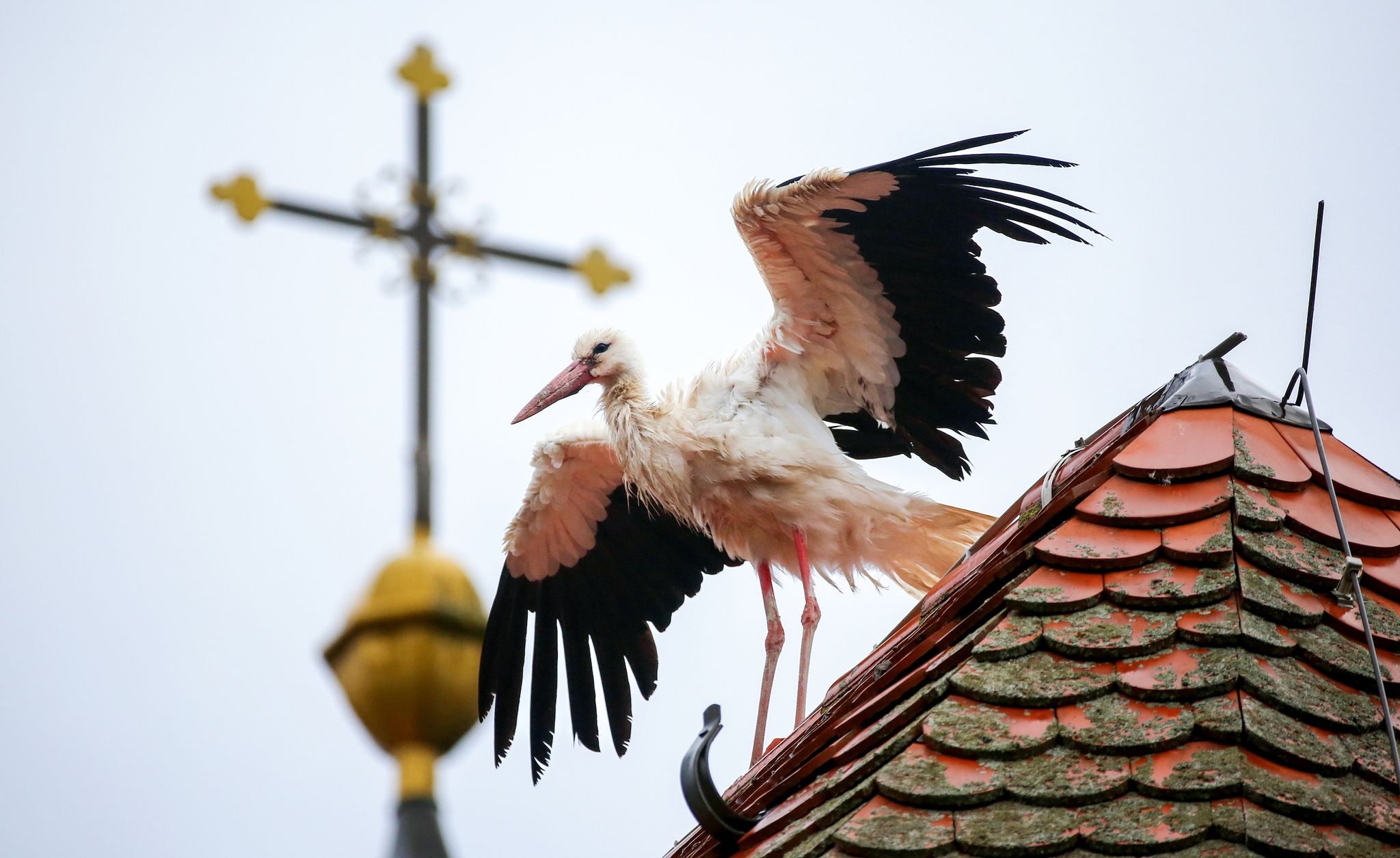 Ein Jungstorch macht auf dem Dach einer Kirche erste Flugversuche.