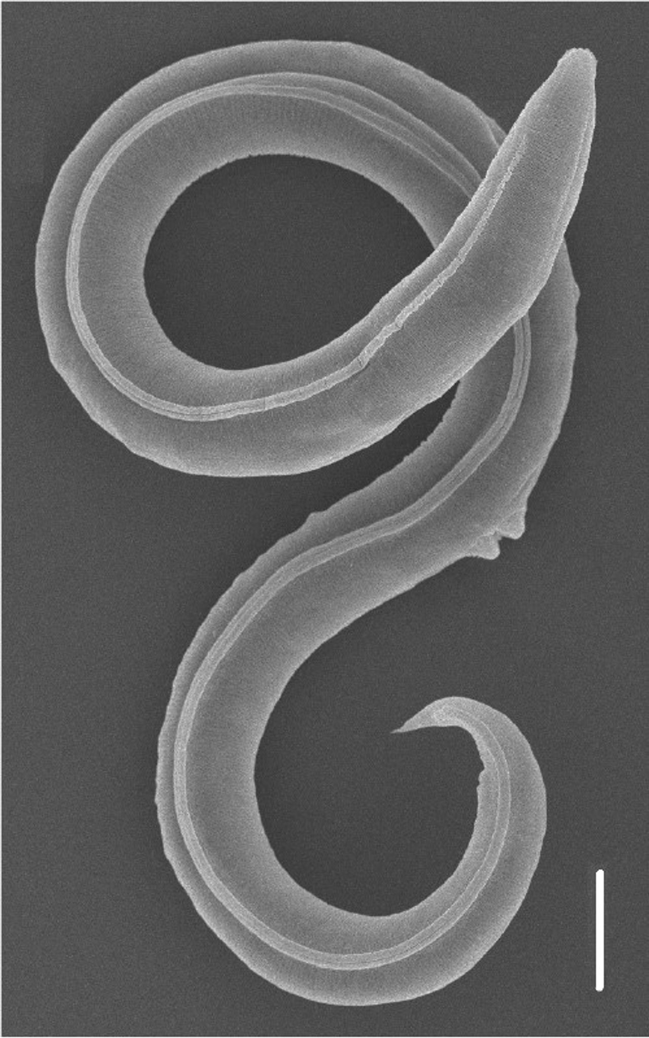 Ein Fadenwurm (Panagrolaimus kolymaensis, weiblich) auf einem Rasterelektronenbild.