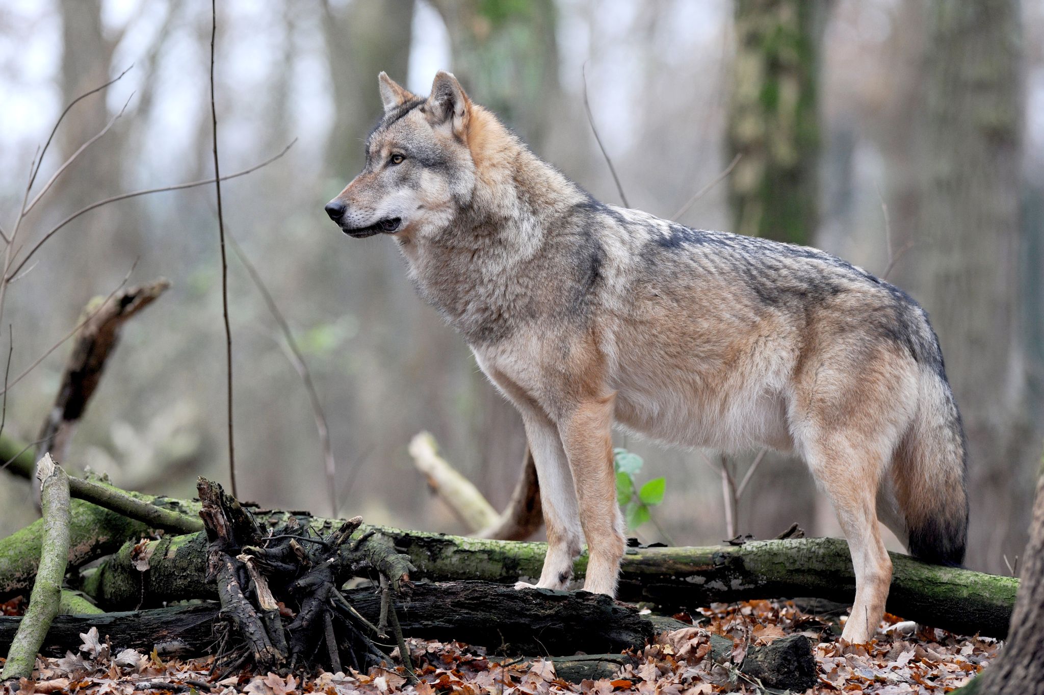 Ein europäischer Grauwolf.