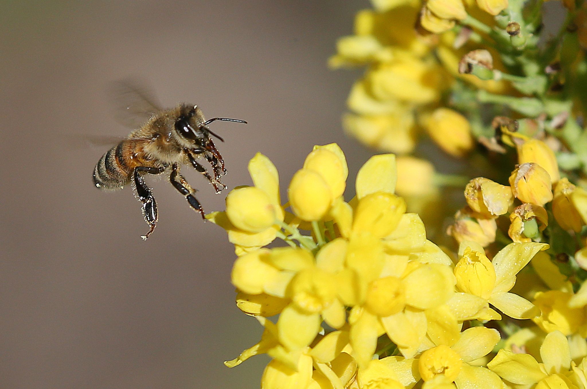 Eine Honigbiene fliegt die Blüten einer gewöhnlichen Mahonie an, um Nektar zu sammeln.
