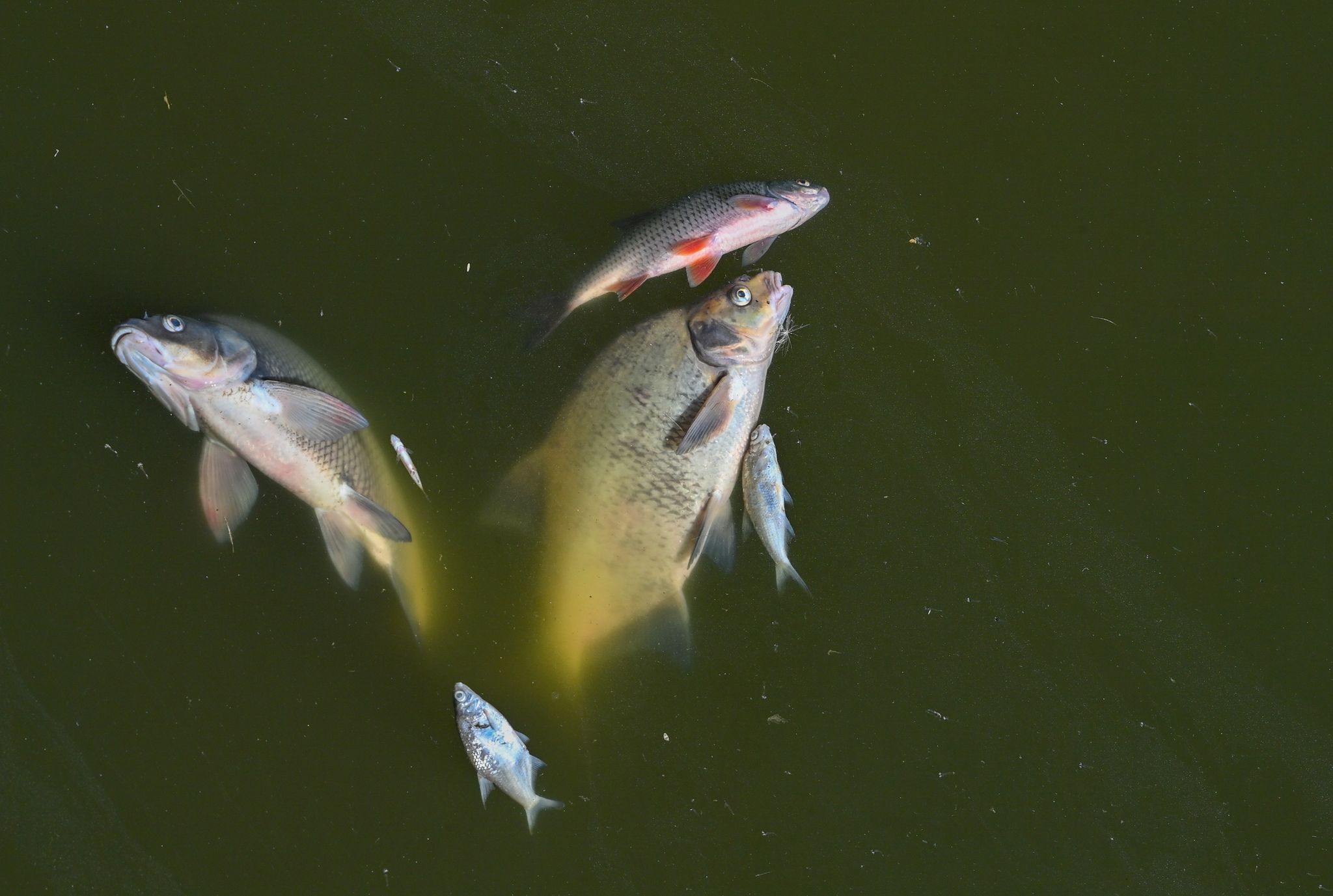 Tote Fische treiben im Wasser des deutsch-polnischen Grenzflusses Oder im Nationalpark Unteres Odertalt.