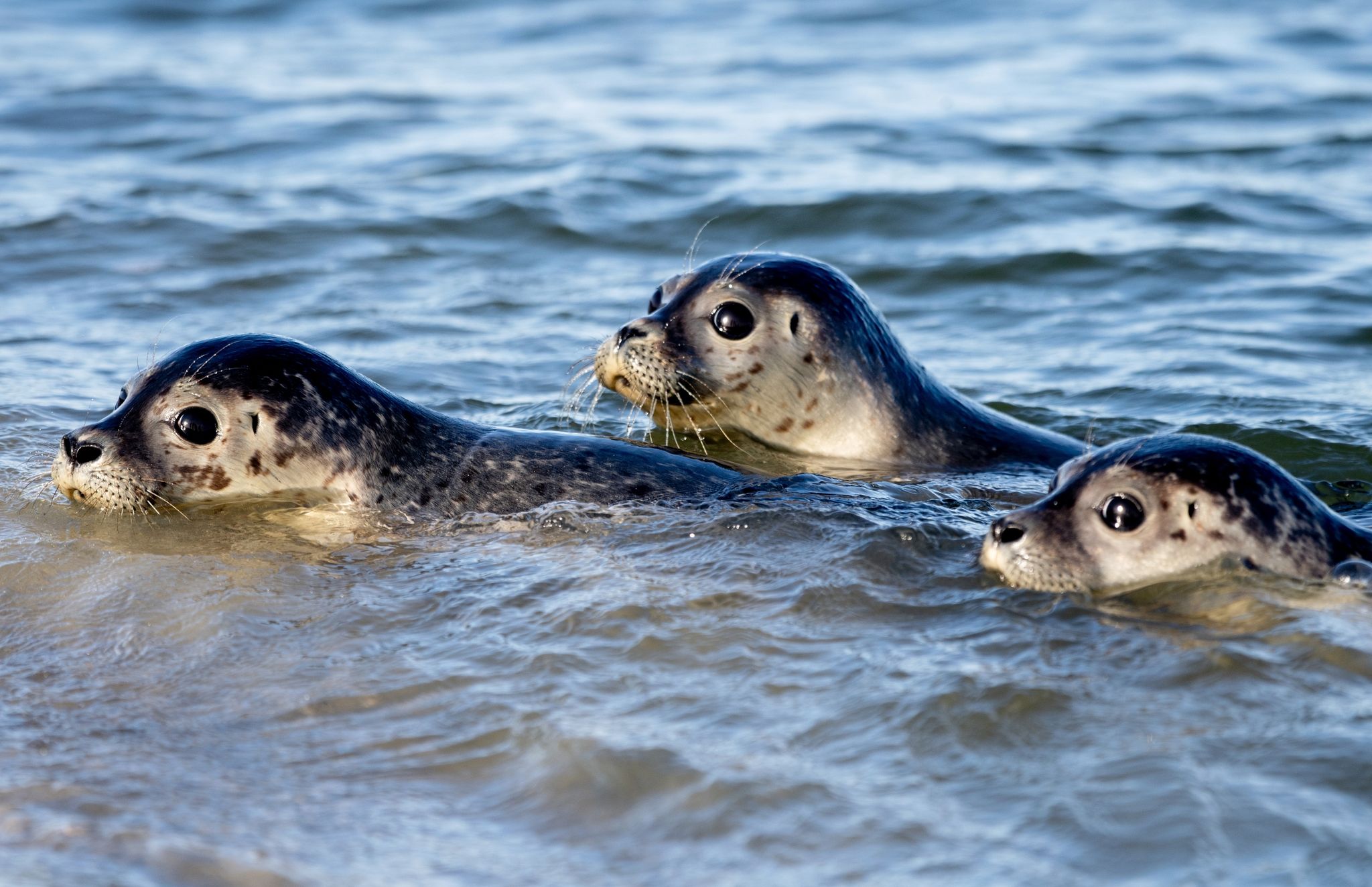 Drei Seehunde schwimmen in der Nordsee.