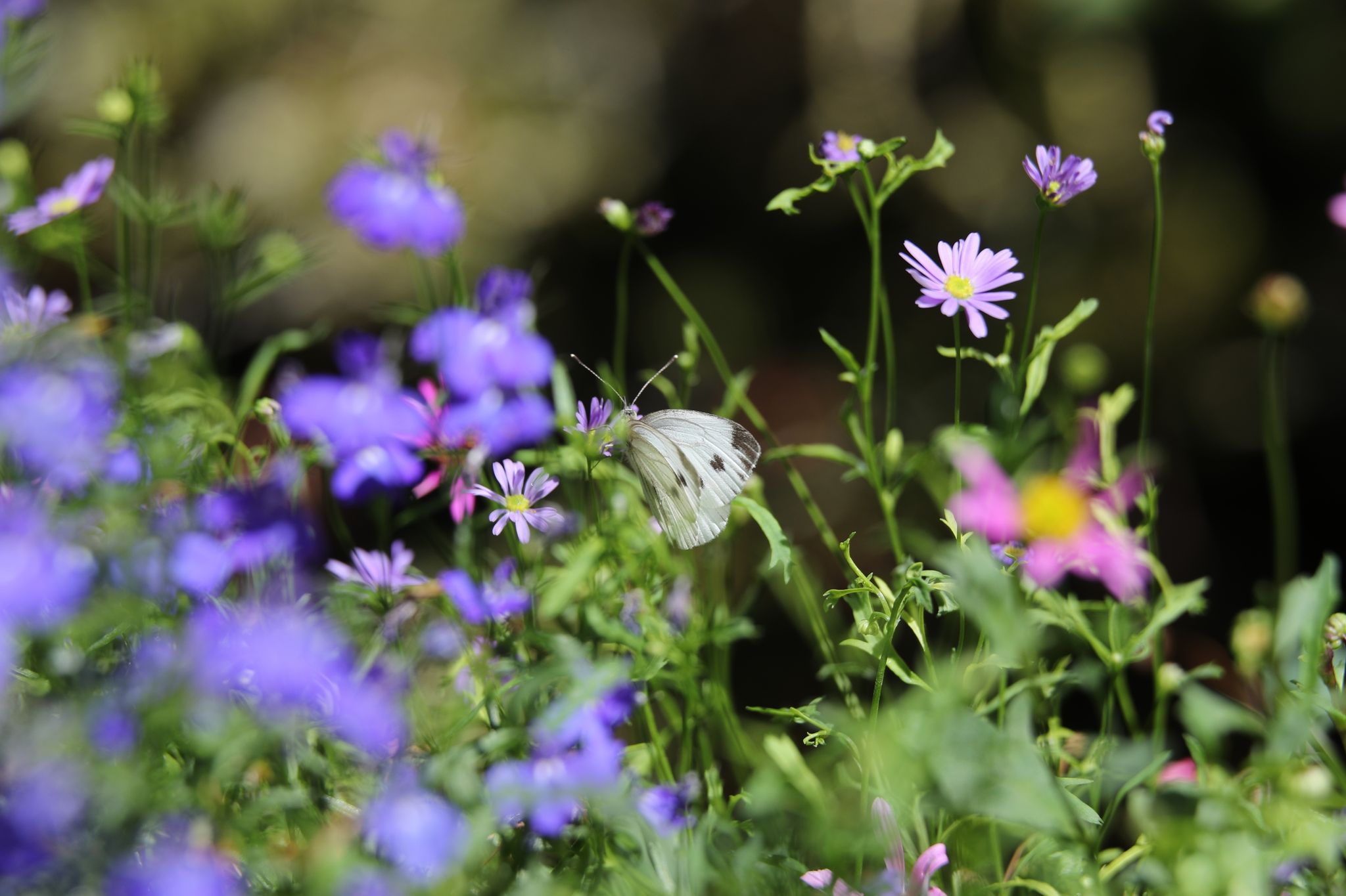 Sieht schön aus und unterstützt die Artenvielfalt: Schmetterlinge kommen gern zu Besuch auf der Blumenwiese.