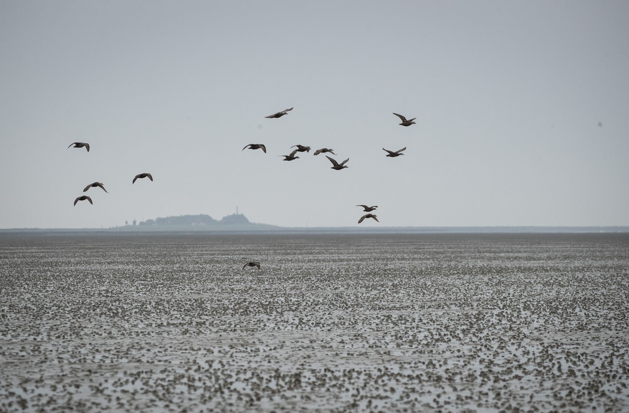 Eine Gruppe Eiderenten fliegt über das Watt vor der Hallig Oland.