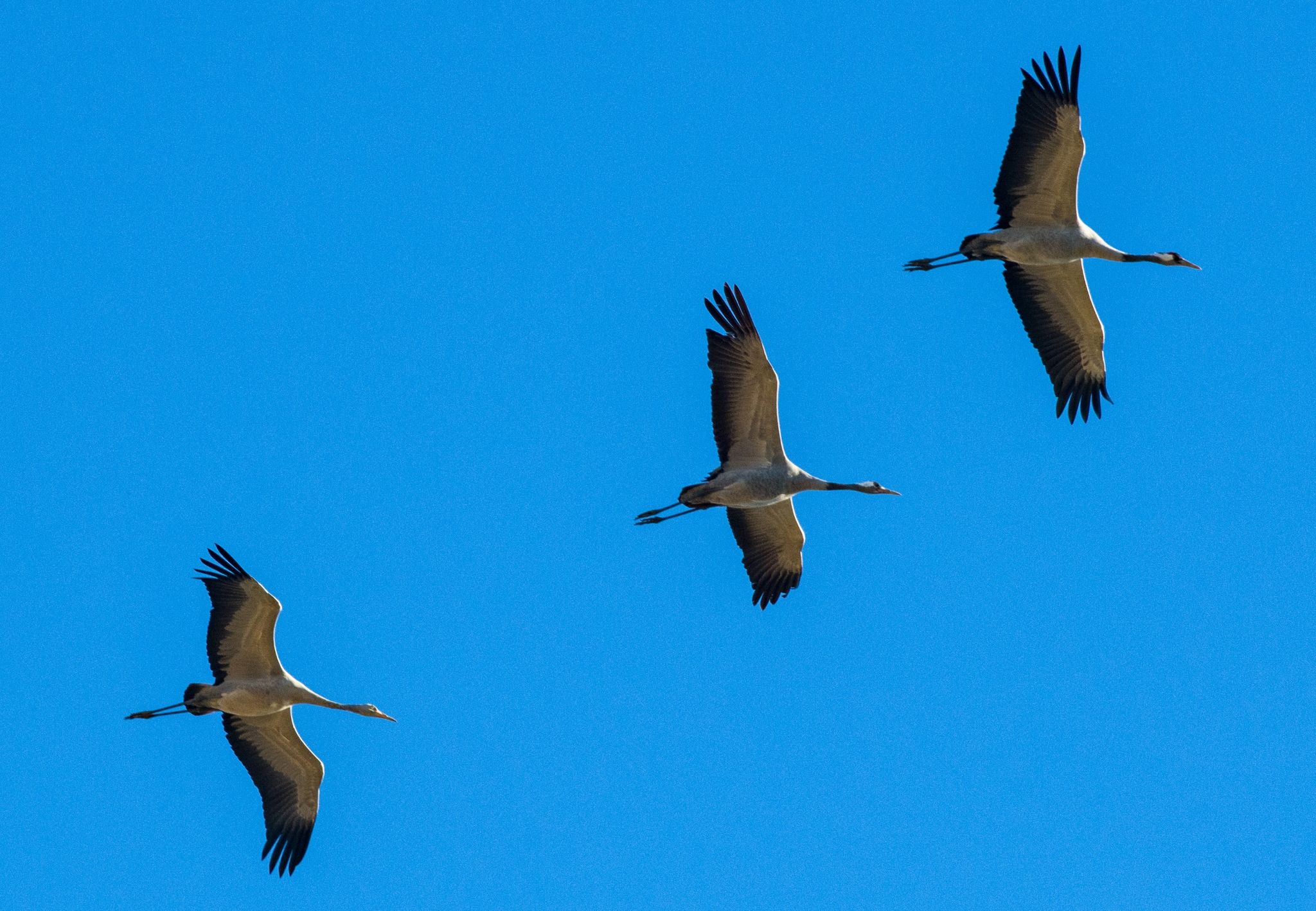 Kraniche (Grus grus) fliegen am blauen Himmel über dem Poldergebiet an der Westoder.