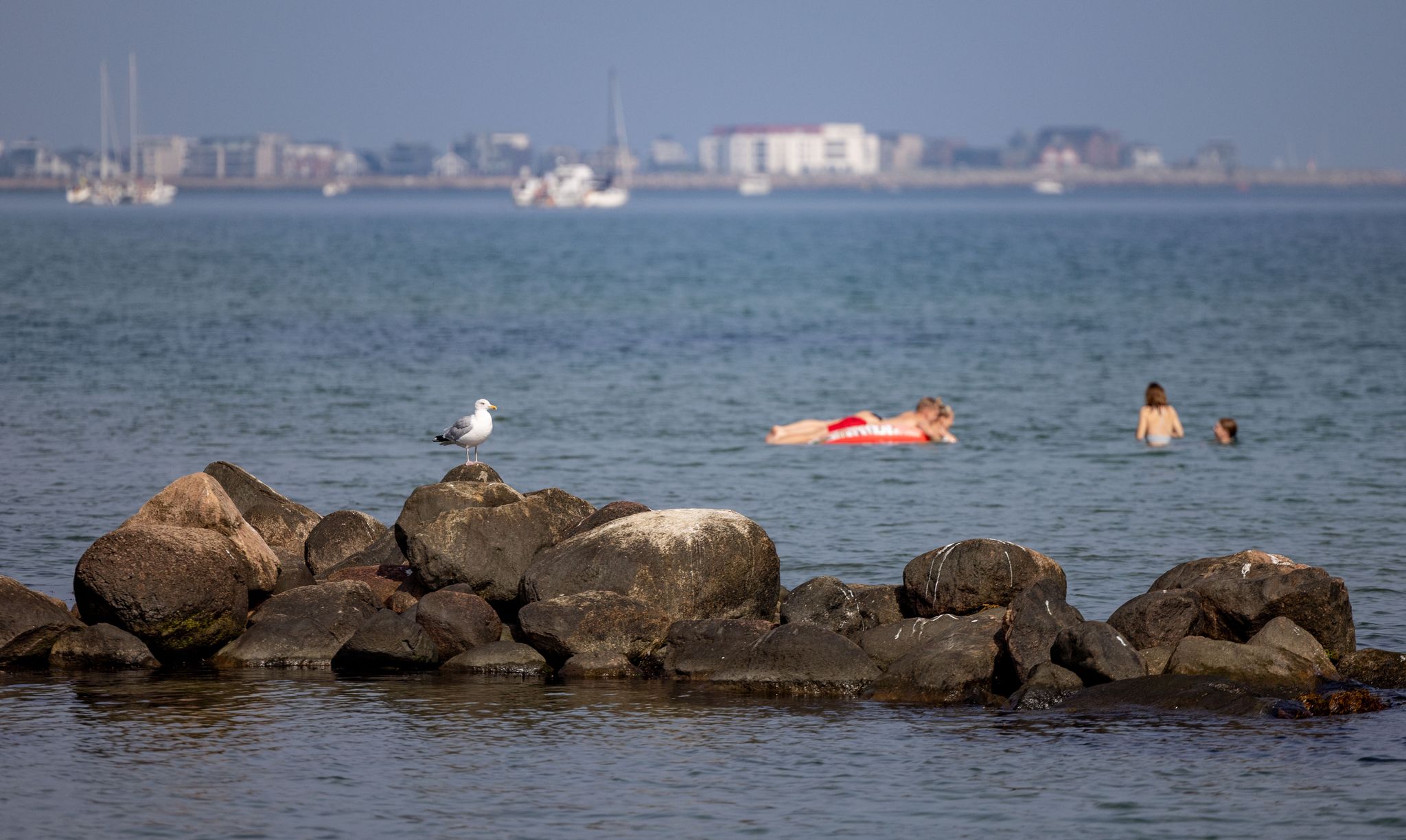 Eine Möwe sitzt an einem warmen Spätsommertag auf Felsen in der Ostsee.