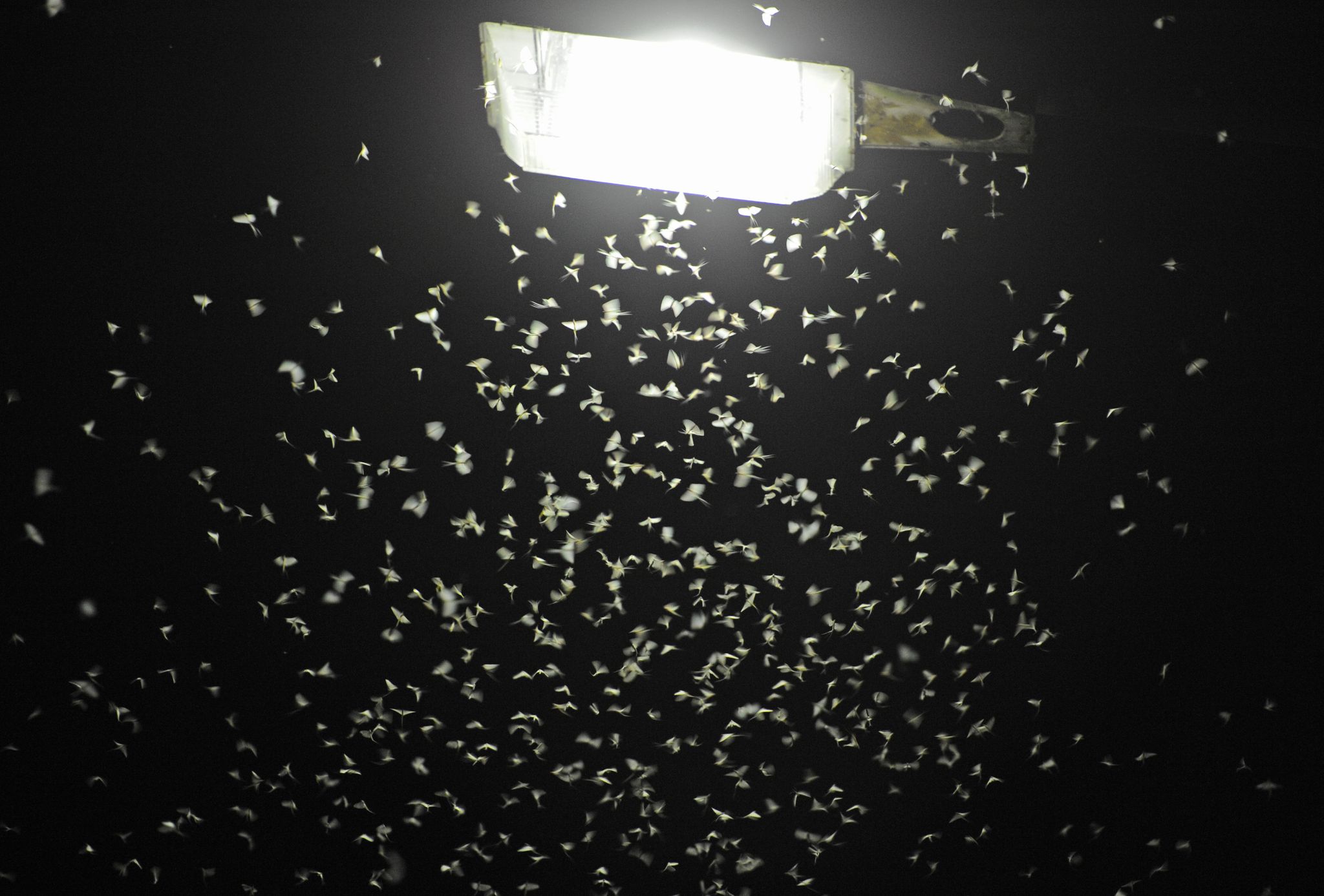 Insekten und Falter werden von der Lichtquelle angezogen.