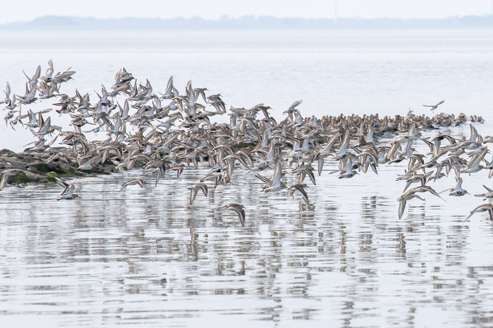 Sandregenpfeifer, Alpenstrandläufer und andere Zugvögel fliegen über das Wattenmeer der Nordseebucht Jadebusen.