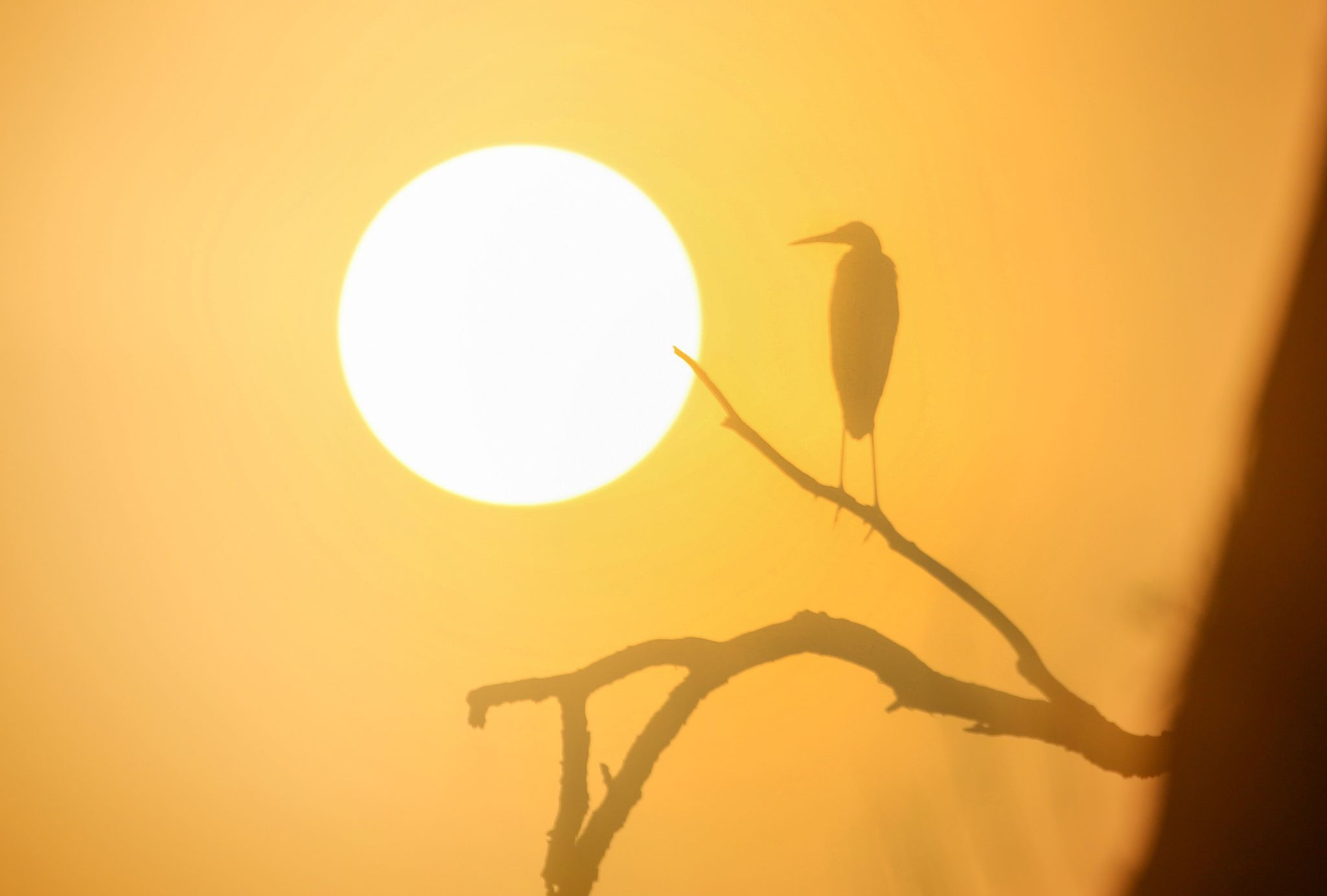 Ein Graureiher sitzt auf einem Ast, während hinter ihm die Sonne auf geht.