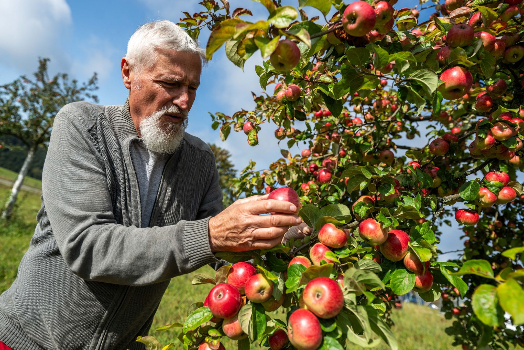 Christoph Mann vom Landschaftspflegeverband „Oberes Vogtland“ begutachtet Äpfel auf der Versuchsstreuobstwiese in Gopplasgrün.