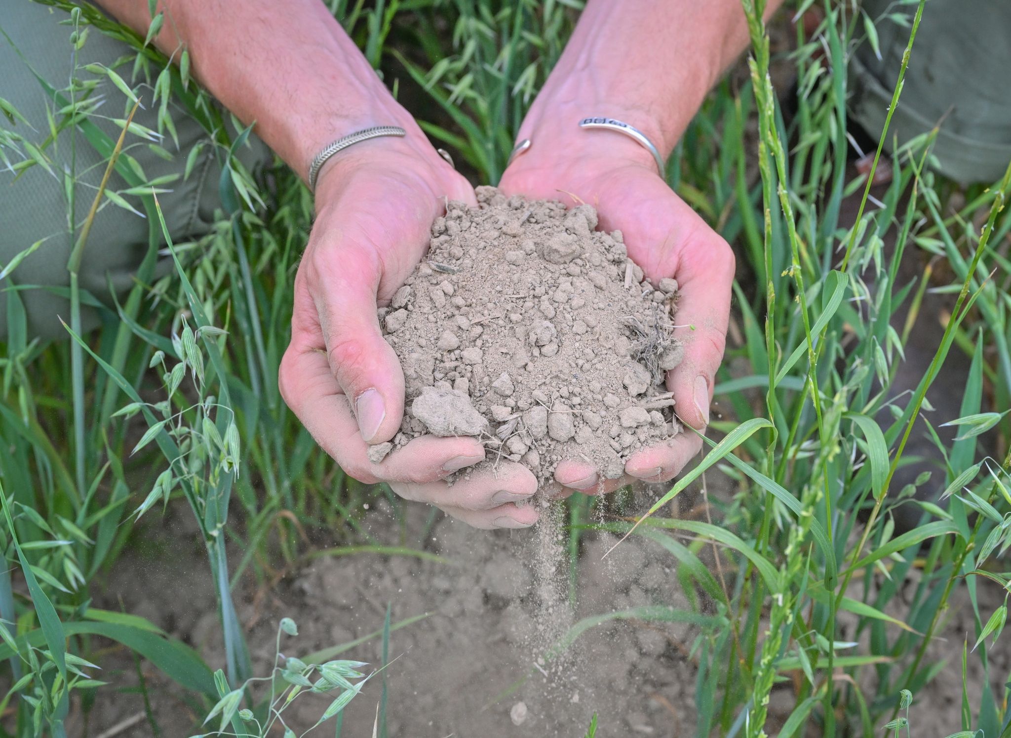 Ein Landwirt hält trockene Erde in einem Feld in seinen Händen.