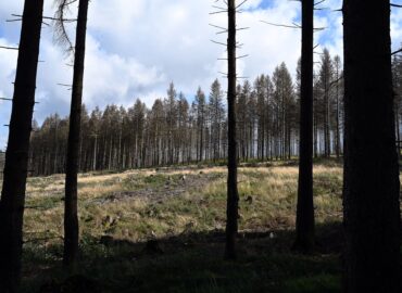 Von Borkenkäfer befallene Fichten stehen im Kellwassertal im Harz.